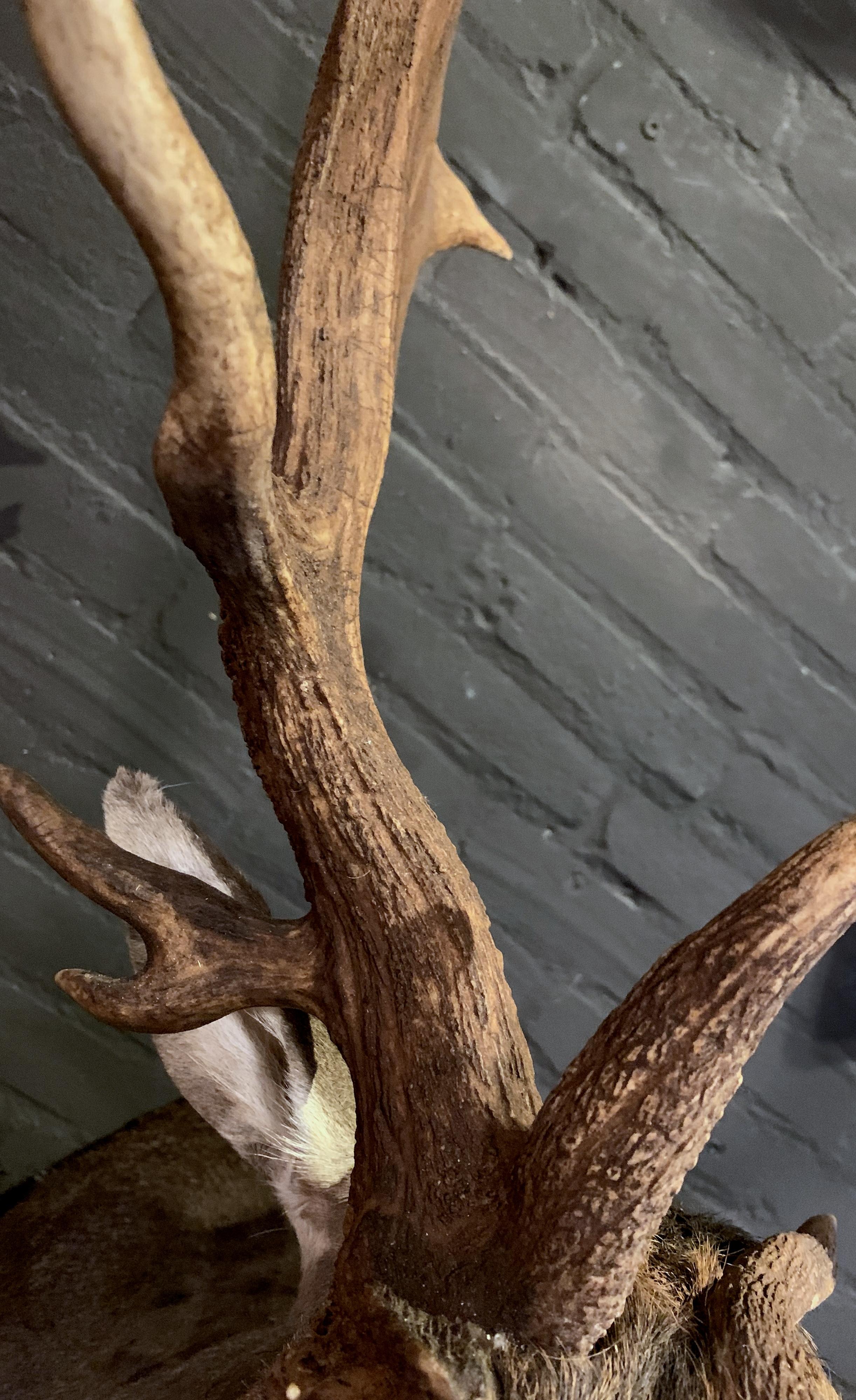 Fallow Deer with a Very Special Pair of Capital Antler In New Condition In Eindhoven, NL