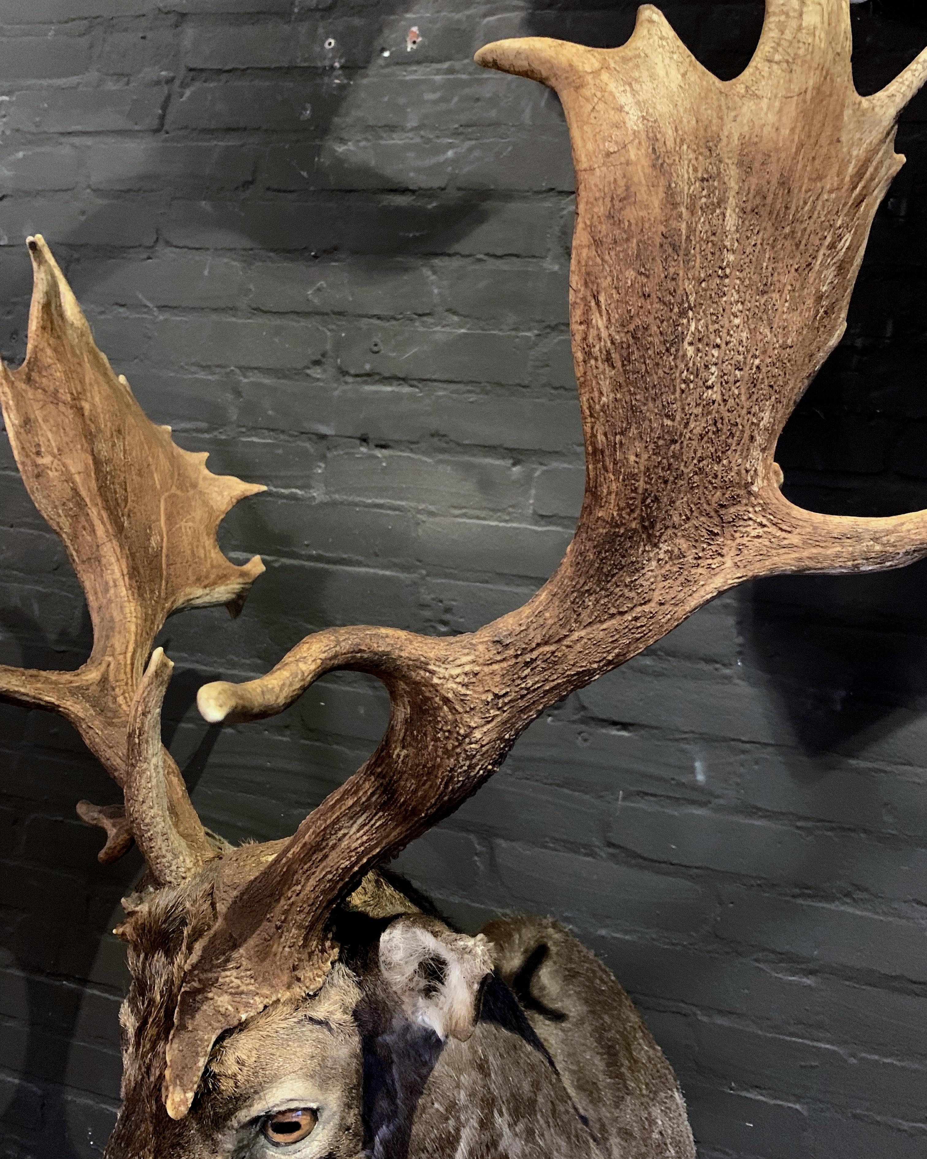 Contemporary Fallow Deer with a Very Special Pair of Capital Antler