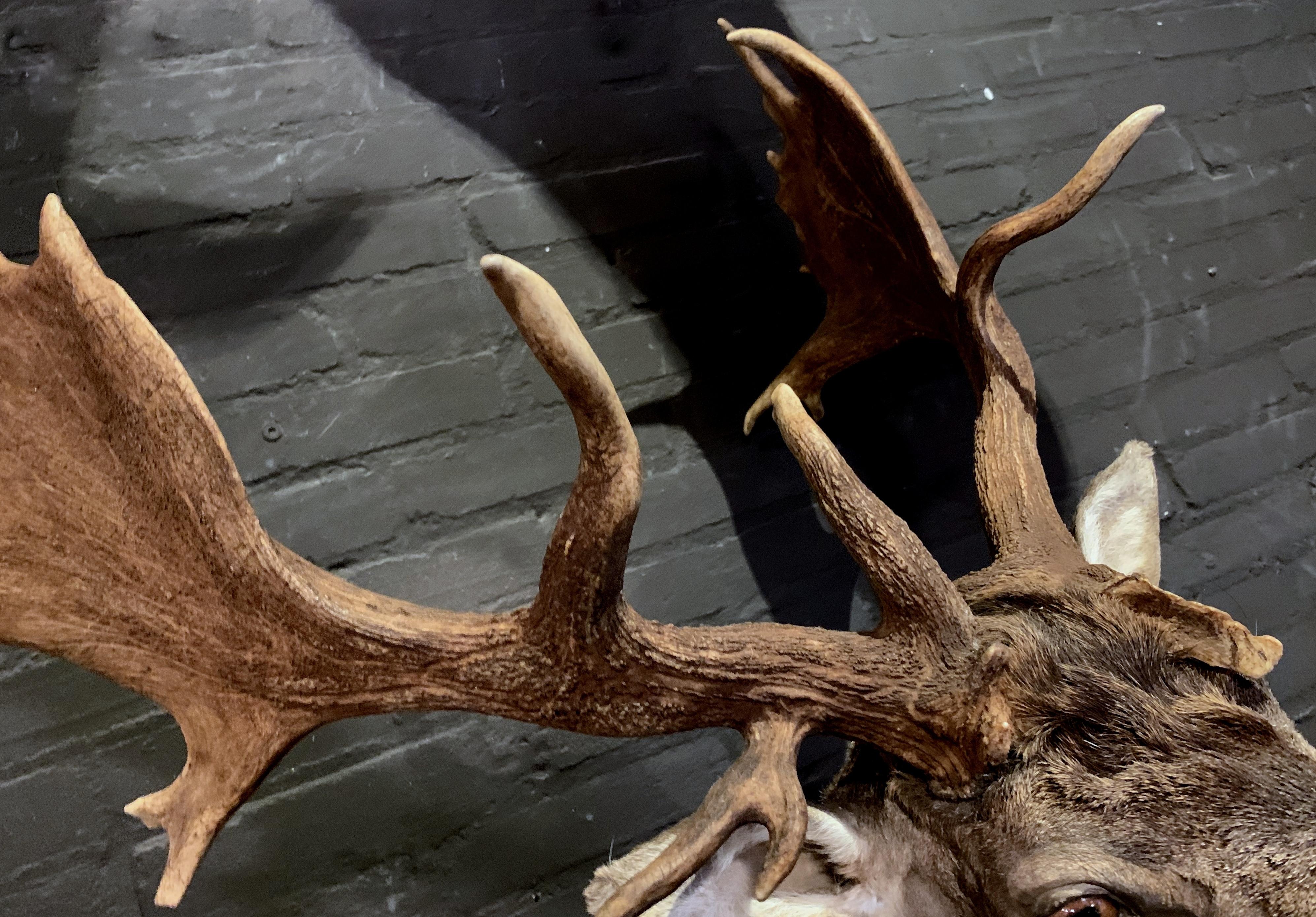 Fallow Deer with a Very Special Pair of Capital Antler 1