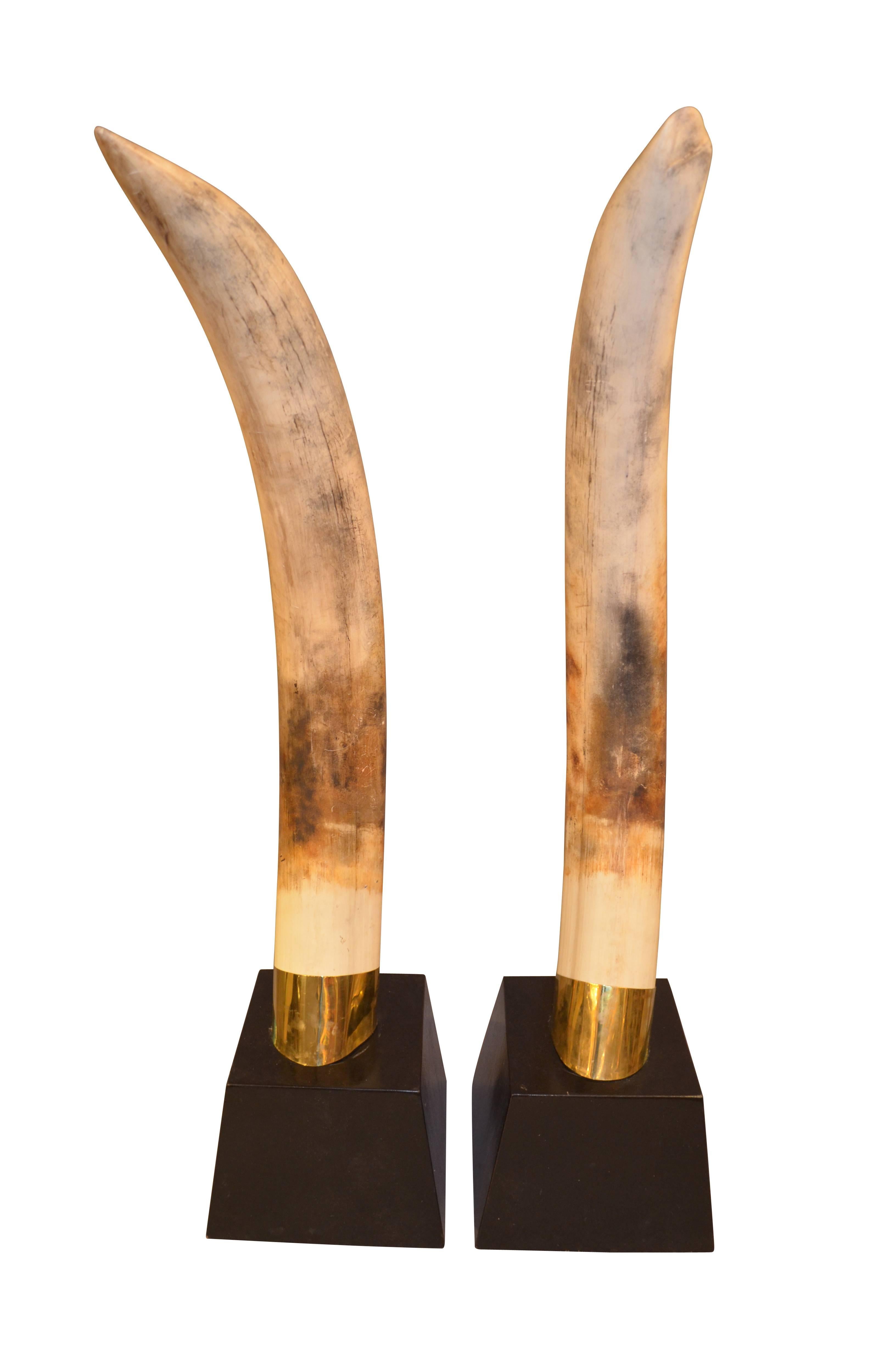 Fantastic pair of large faux resin elephant tusks on shaped ebonized bases. Wonderful realistic quality.
Priced per pair (two pairs available)

Base dimensions: 39cm x 39cm x 49cm.
 