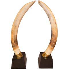 Pair of Faux Resin Elephant Tusks on Ebonized Bases