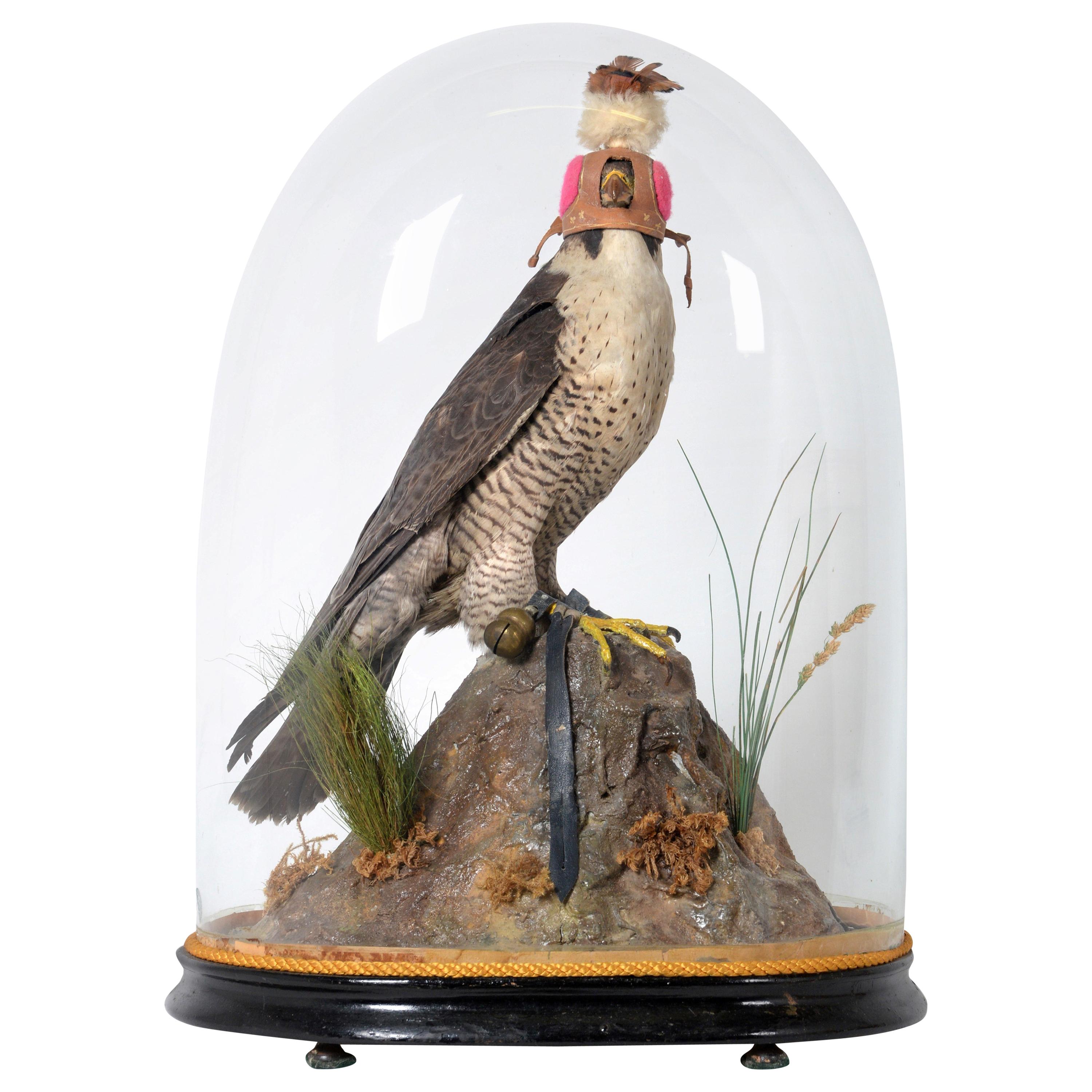 Fantastic Victorian Dome with Taxidermy Hooded Peregrine Falcon, 19th Century