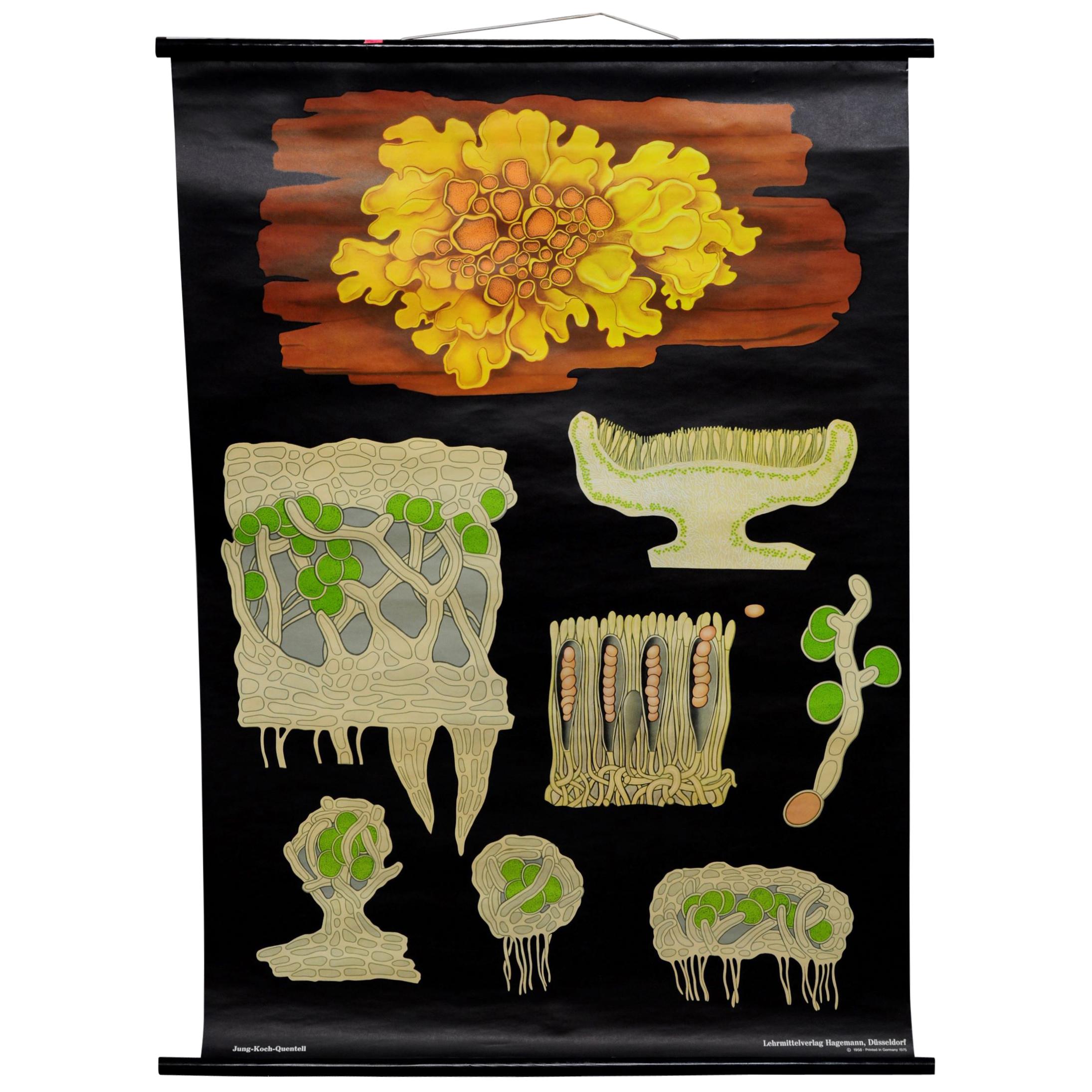 Fantastic Wall Chart Botany Plants Yellow Wall Lichen Jung Koch Quentell For Sale