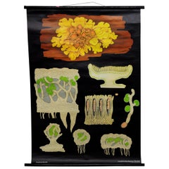 Fantastic Wall Chart Botany Plants Yellow Wall Lichen Jung Koch Quentell