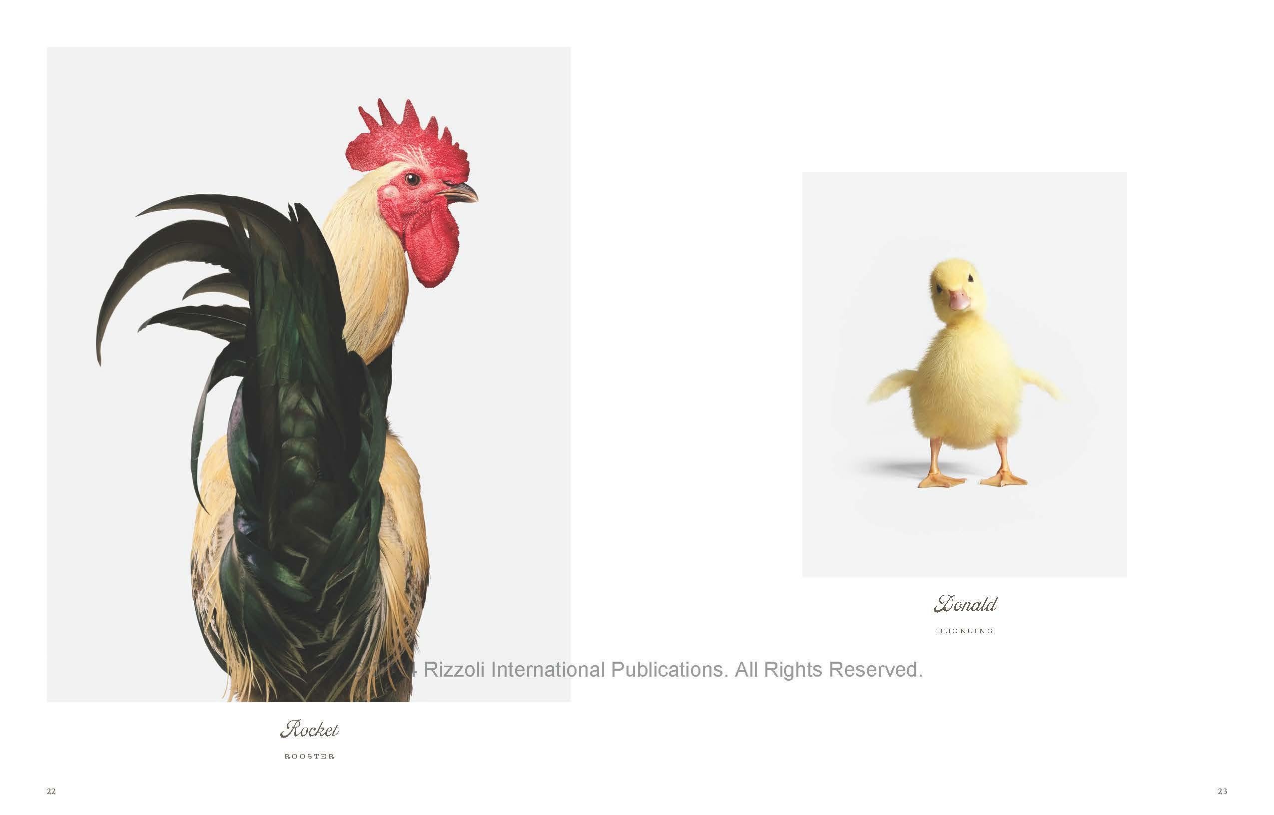 Farm Life: A Collection of Animal Portraits For Sale 1