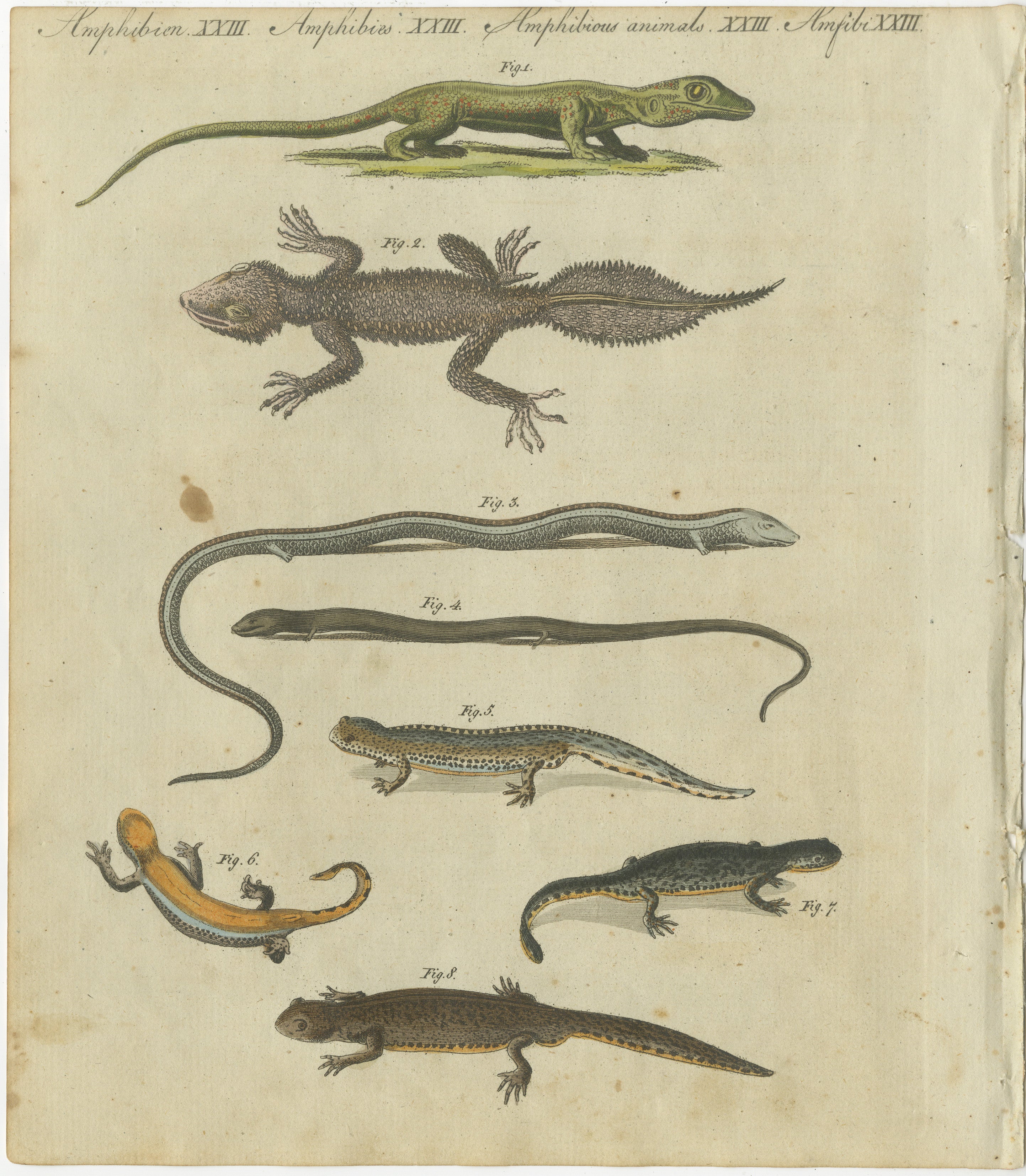 Faszinierender handkolorierter Kupferstich von 1805 über Amphibien und Reptilien aus Bertuch  

Dieser aufwendige handkolorierte Stich stammt aus Friedrich Justin Bertuchs 1805 erschienener *Porte-Feuille des Enfants* (Kindermappe). Es stellt eine