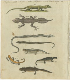 Fascinating 1805 Hand-Colored Engraving of Amphibians and Reptiles