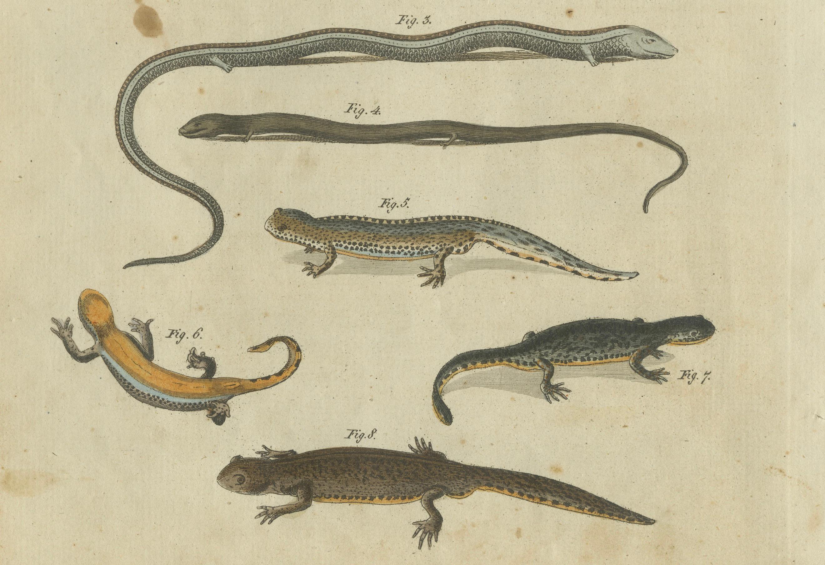 Faszinierende handkolorierte Gravur von Amphiben und Reptilien aus dem Jahr 1805 (Graviert) im Angebot