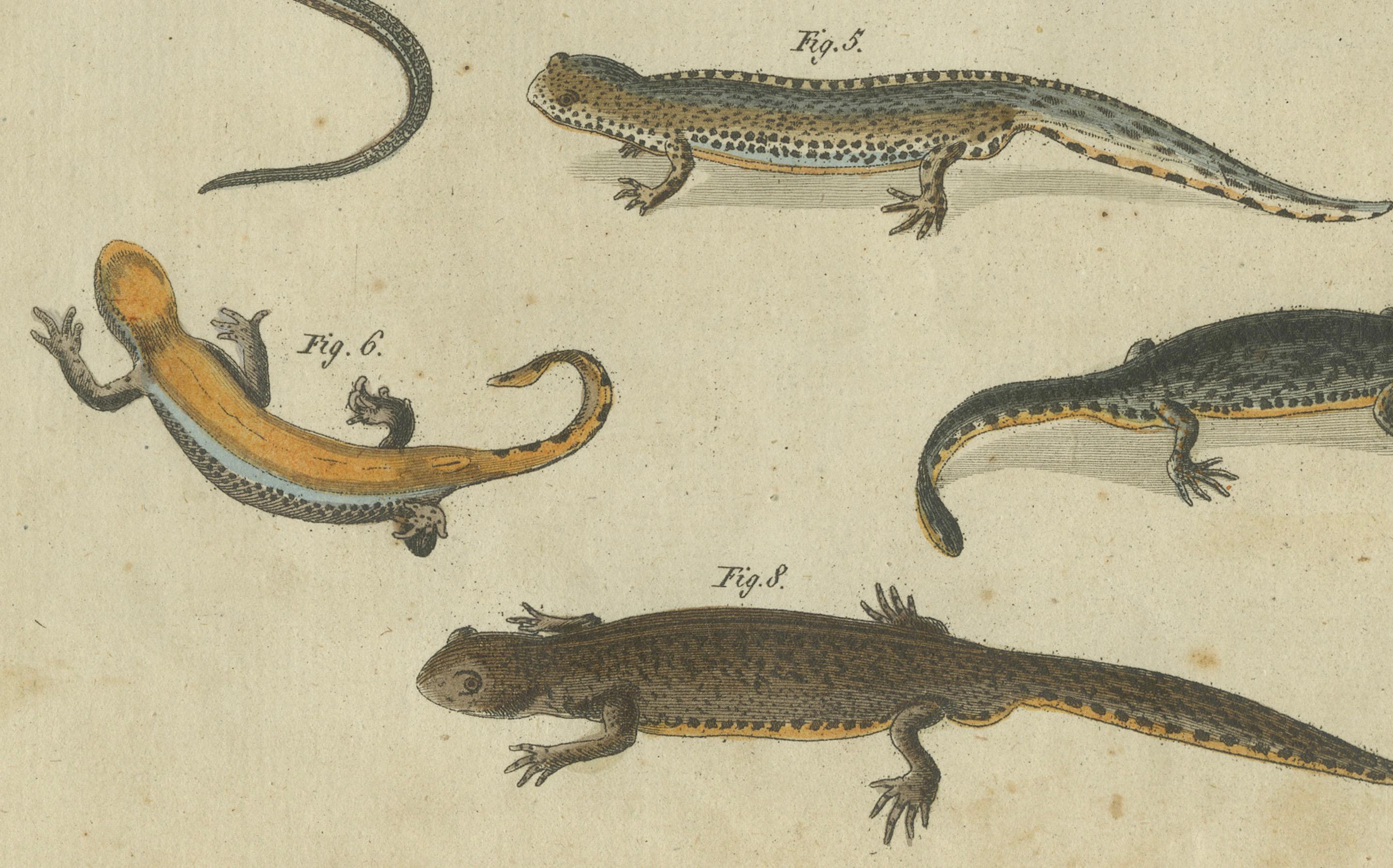 Faszinierende handkolorierte Gravur von Amphiben und Reptilien aus dem Jahr 1805 im Zustand „Gut“ im Angebot in Langweer, NL