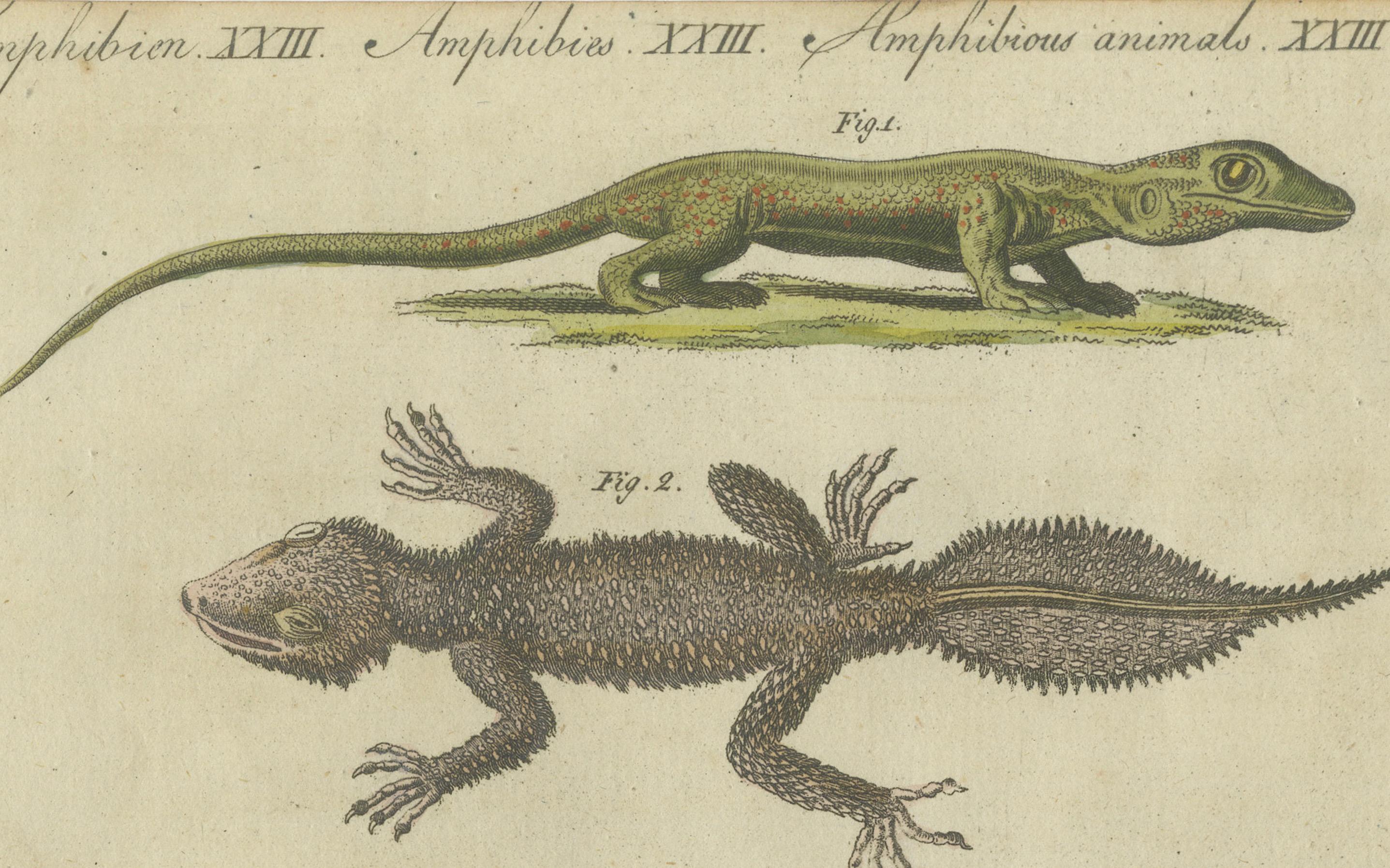 Faszinierende handkolorierte Gravur von Amphiben und Reptilien aus dem Jahr 1805 (Frühes 19. Jahrhundert) im Angebot