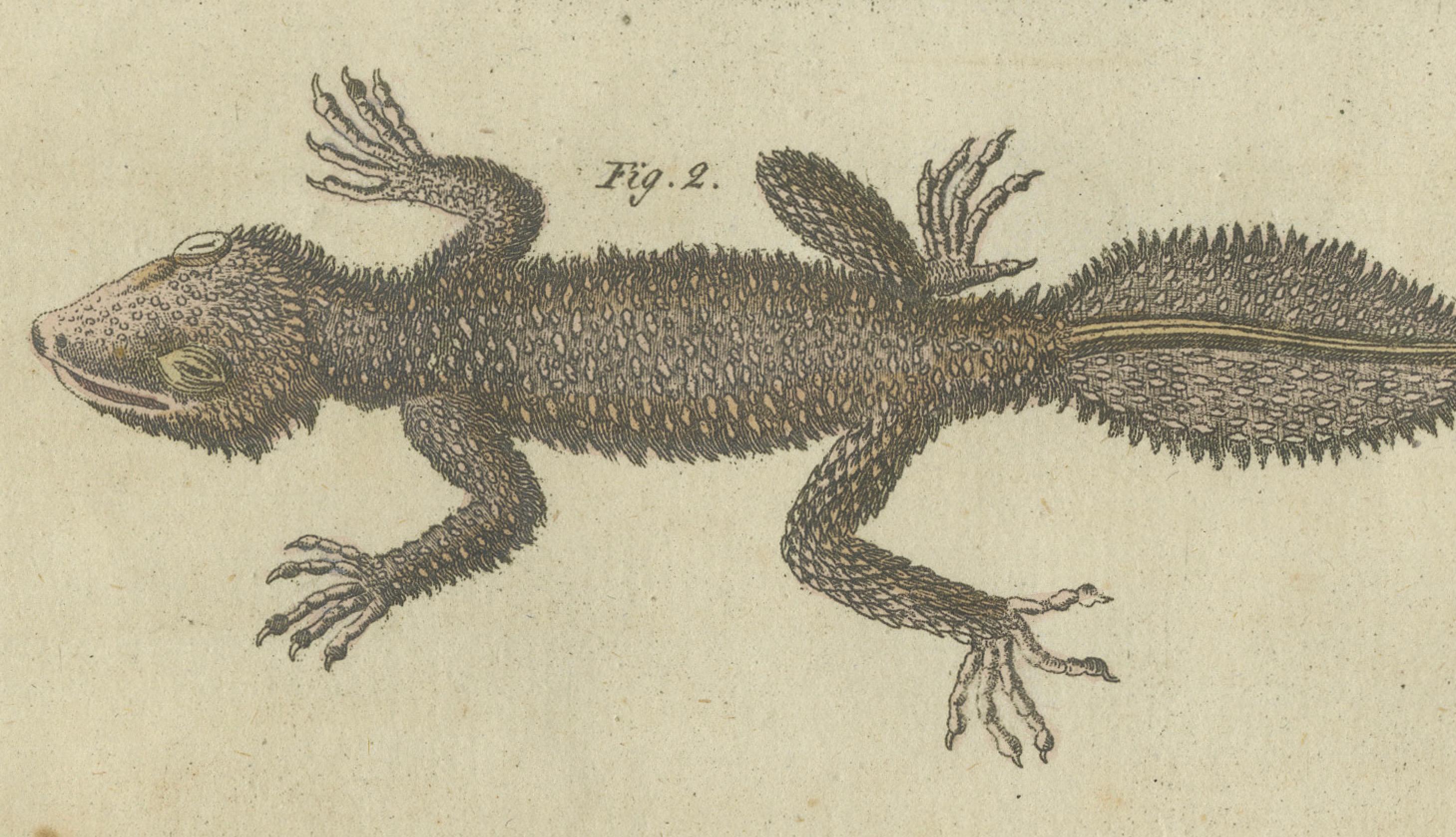 Faszinierende handkolorierte Gravur von Amphiben und Reptilien aus dem Jahr 1805 (Papier) im Angebot