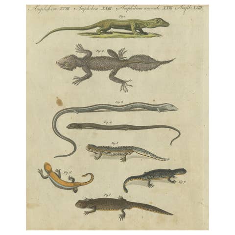 Fascinating 1805 Hand-Colored Engraving of Amphibians and Reptiles