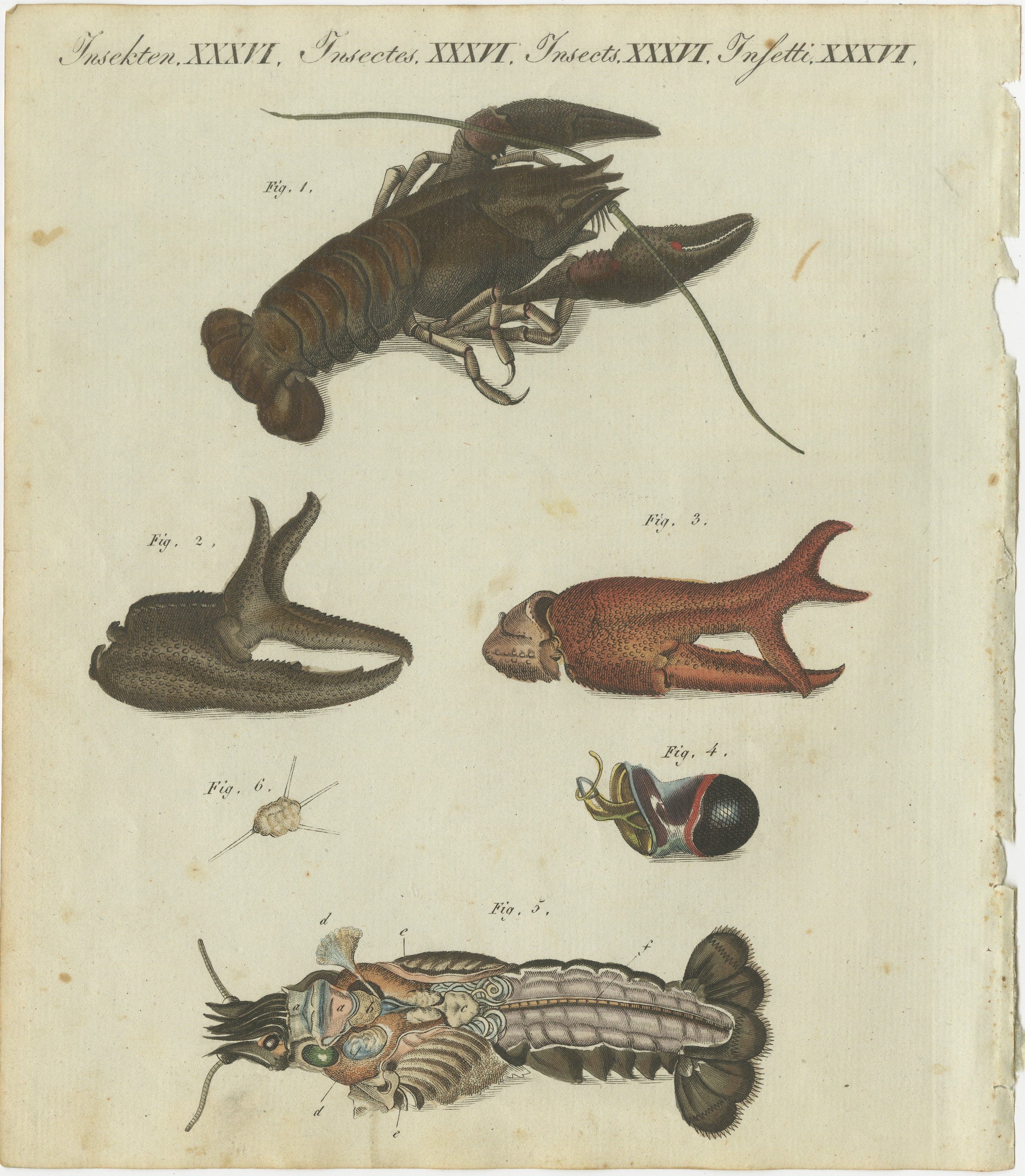 Titre : Fascinants crustacés et anatomie marine : gravure du 19e siècle coloriée à la main, tirée du Bilderbuch für Kinder de Bertuch  

Description :  
Cette attrayante gravure sur cuivre colorée à la main présente une étude détaillée des crustacés