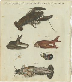Fascinating Crustaceans and Marine Anatomy: Hand-Colored 19th-Century Engraving