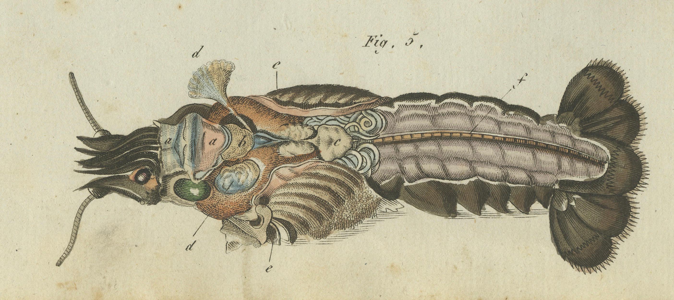 Gravé Fascinants crustacés et anatomie marine : gravure du XIXe siècle coloriée à la main en vente