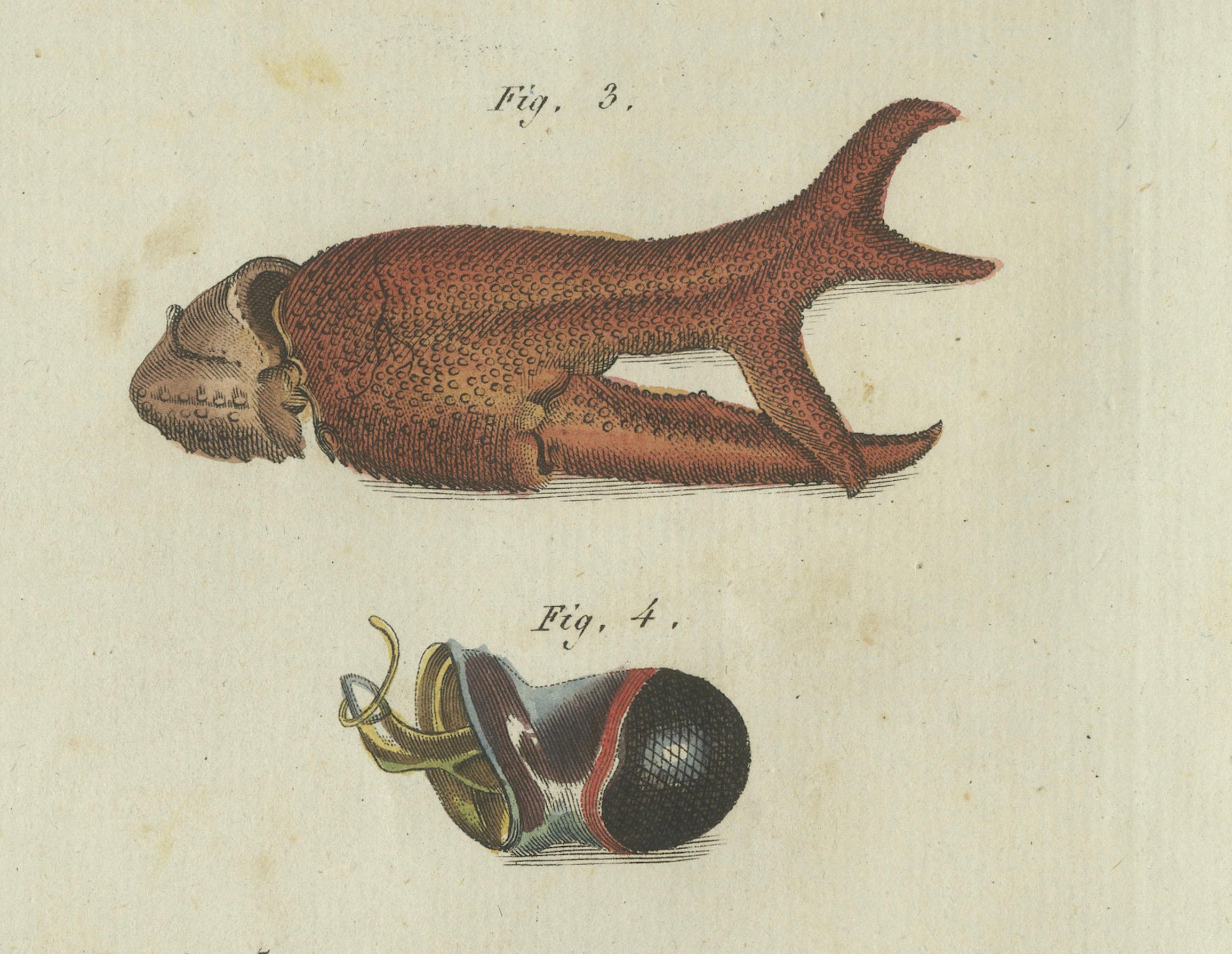 Fascinants crustacés et anatomie marine : gravure du XIXe siècle coloriée à la main Bon état - En vente à Langweer, NL