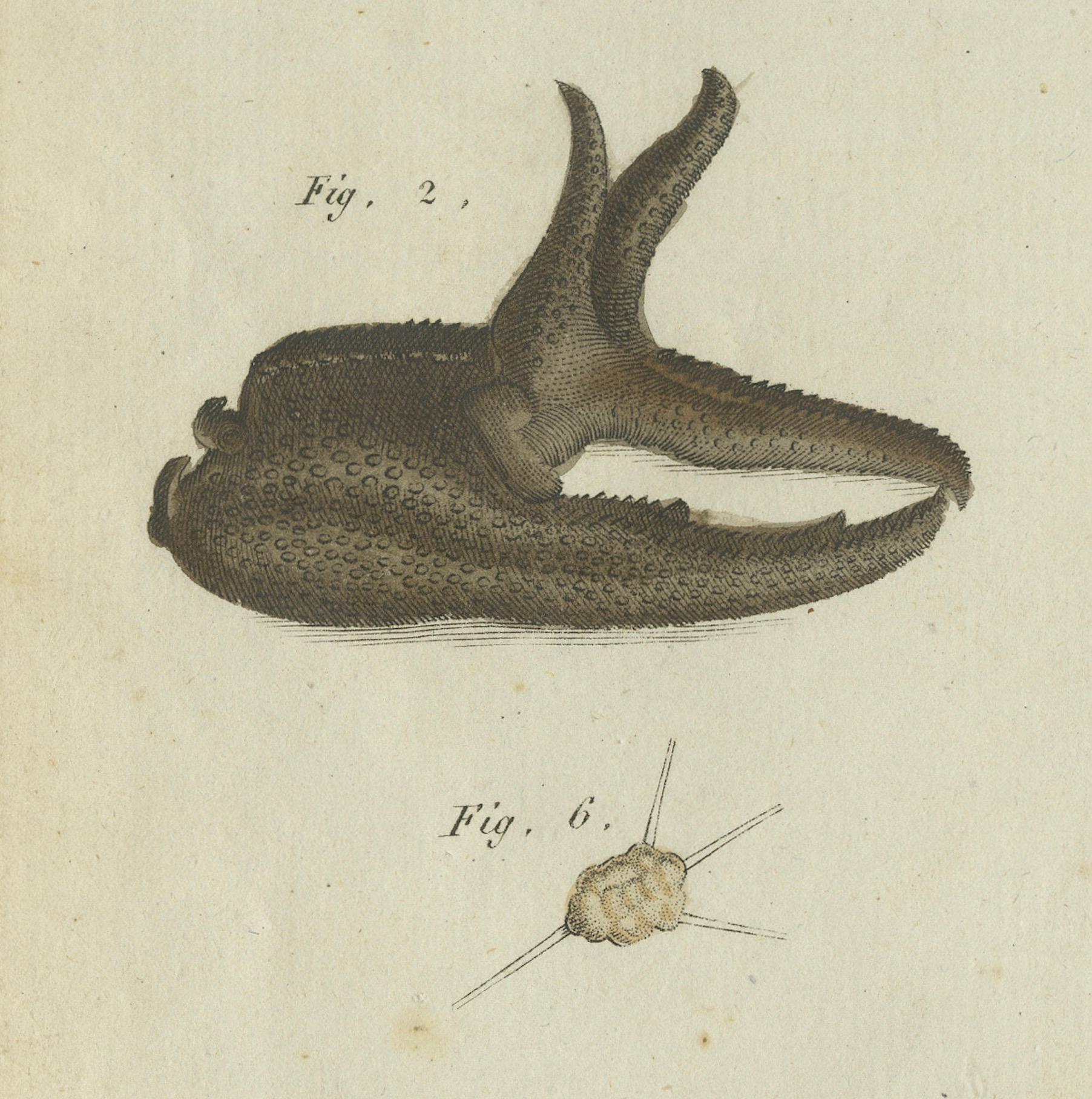 Début du XIXe siècle Fascinants crustacés et anatomie marine : gravure du XIXe siècle coloriée à la main en vente