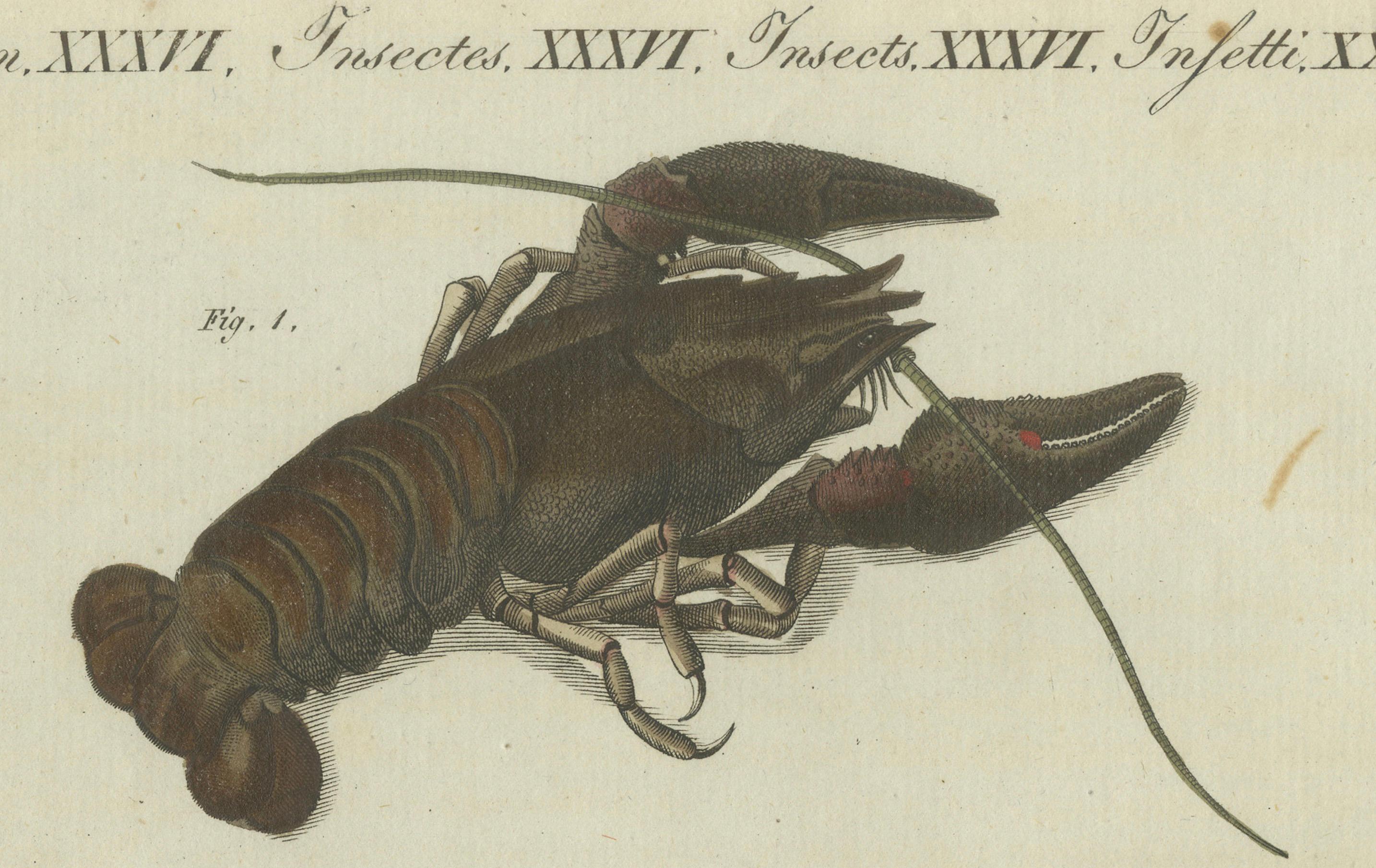 Papier Fascinants crustacés et anatomie marine : gravure du XIXe siècle coloriée à la main en vente