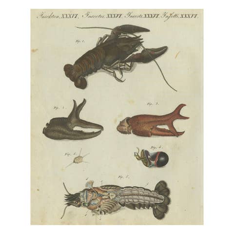 Fascinating Crustaceans and Marine Anatomy: Hand-Colored 19th-Century Engraving