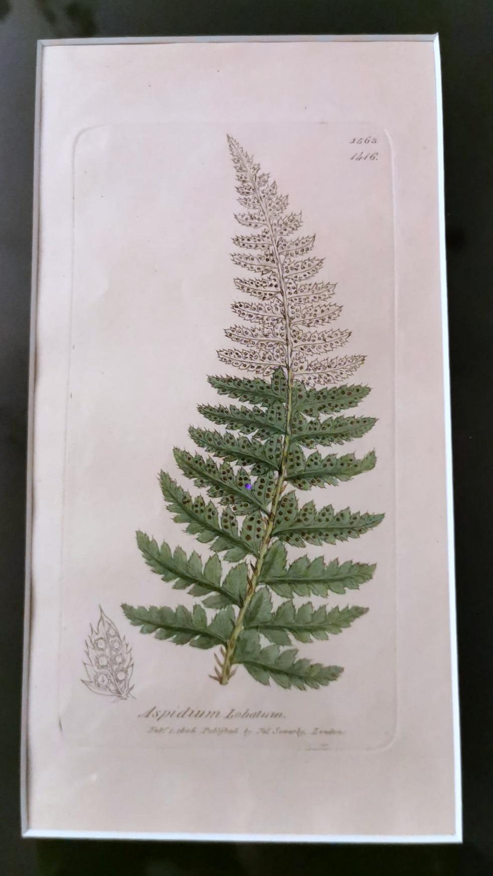 Cadre en faux bambou avec six impressions botaniques anglaises de James Sowerby en vente 2