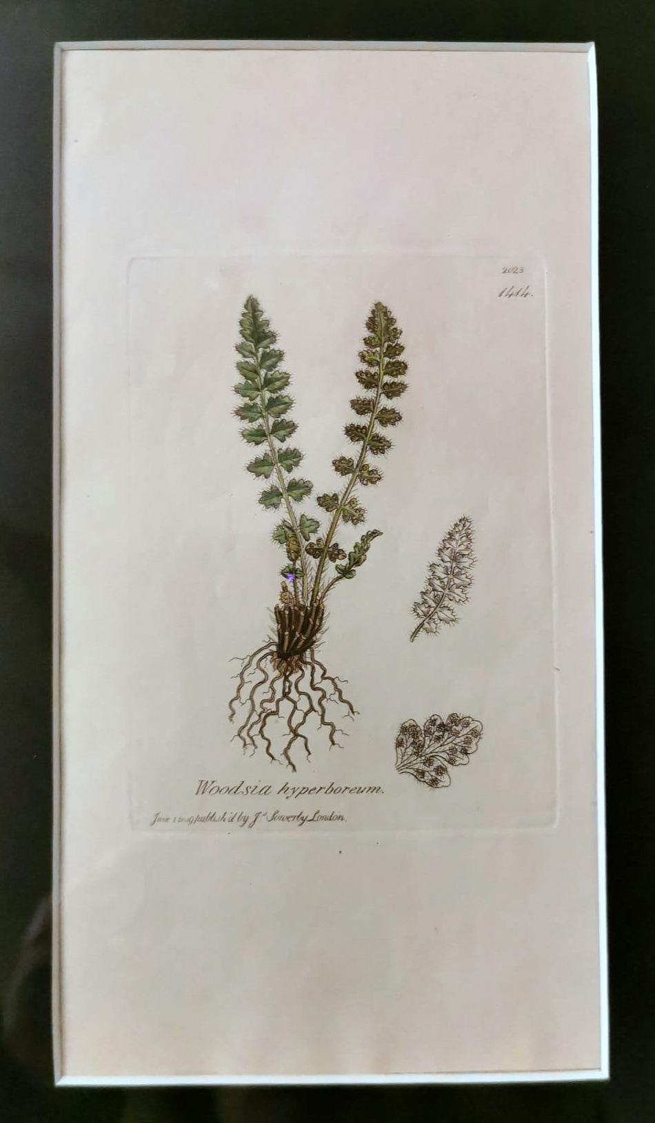 Rahmen „Faux Bamboo“ mit sechs englischen botanischen Drucken von James Sowerby im Angebot 4