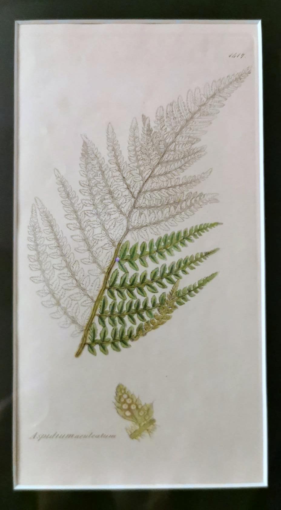 Cadre en faux bambou avec six impressions botaniques anglaises de James Sowerby en vente 6