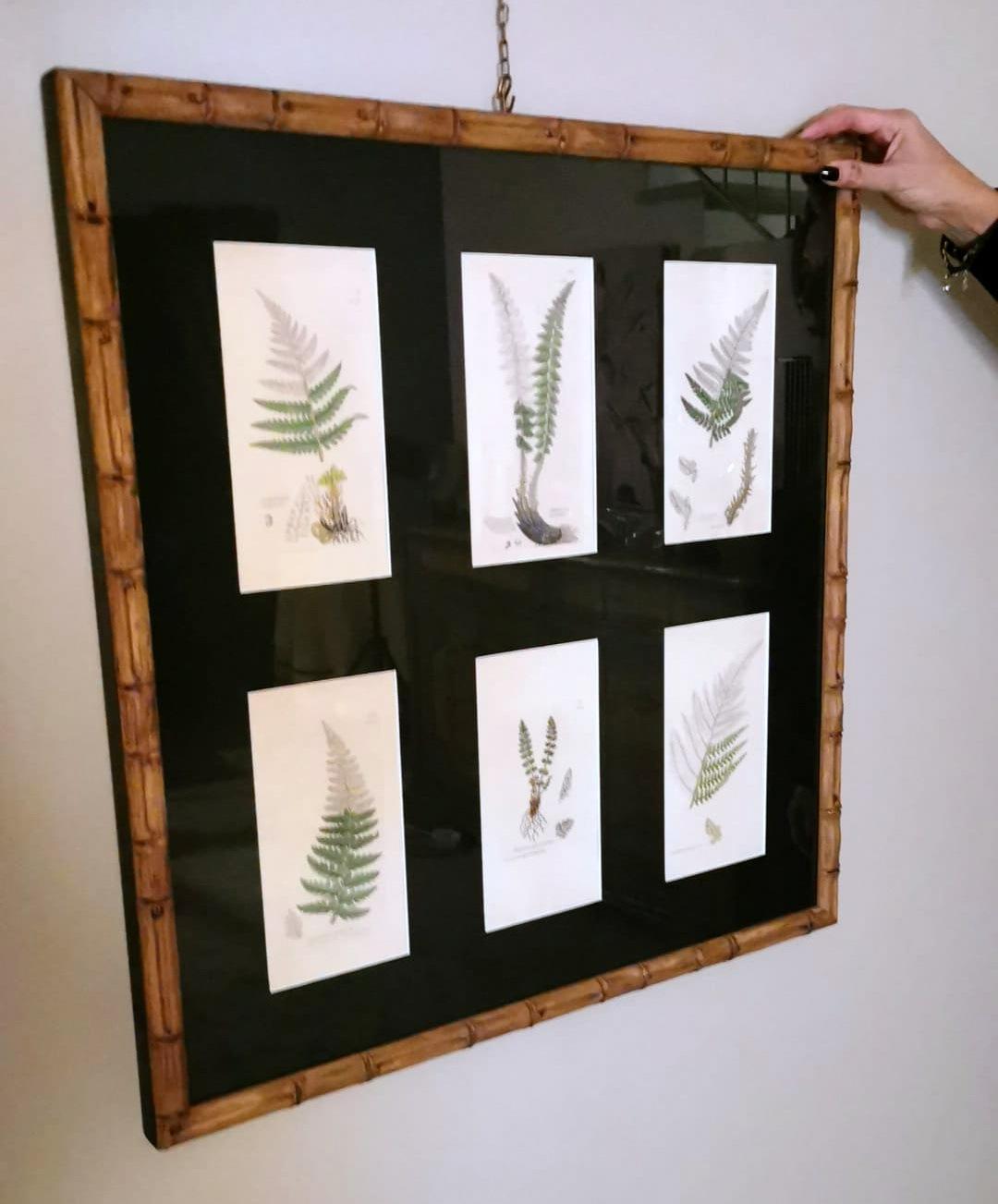 Cadre en faux bambou avec six impressions botaniques anglaises de James Sowerby en vente 10