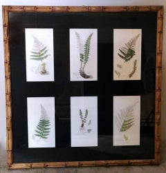 "Faux Bamboo" Frame With Six English Botanical Prints By James Sowerby
