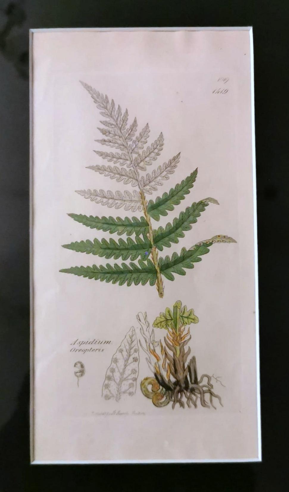 Britannique Cadre en faux bambou avec six impressions botaniques anglaises de James Sowerby en vente