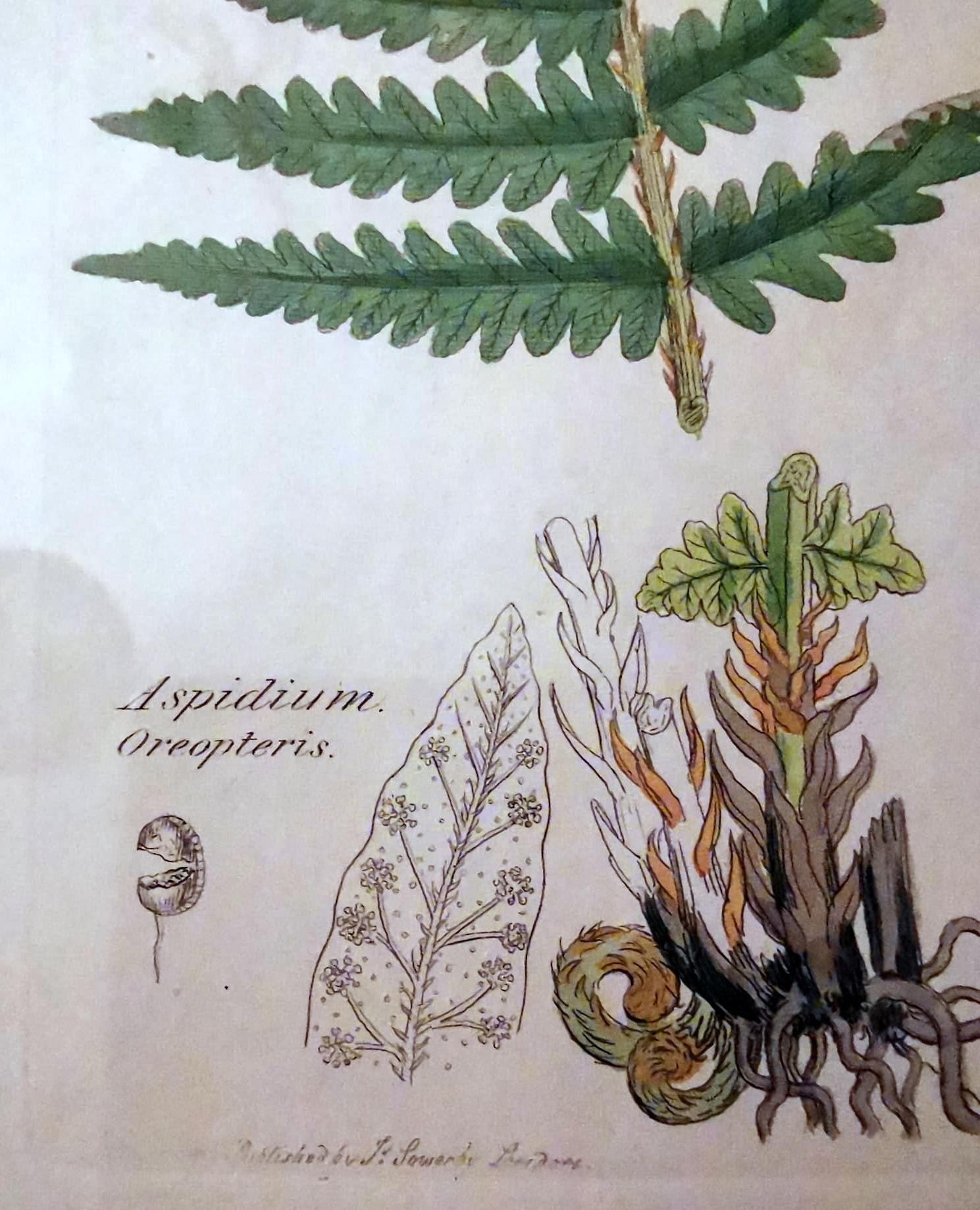Fait main Cadre en faux bambou avec six impressions botaniques anglaises de James Sowerby en vente