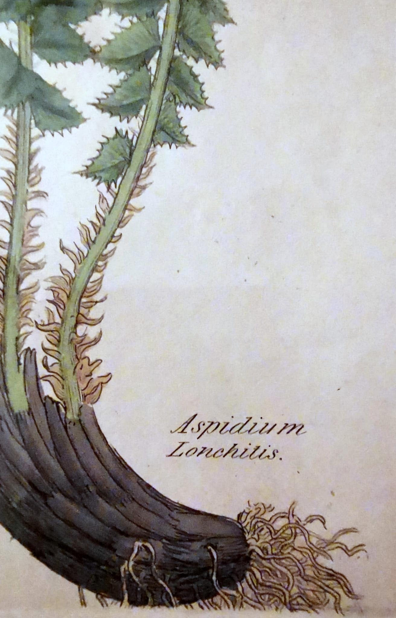 XIXe siècle Cadre en faux bambou avec six impressions botaniques anglaises de James Sowerby en vente