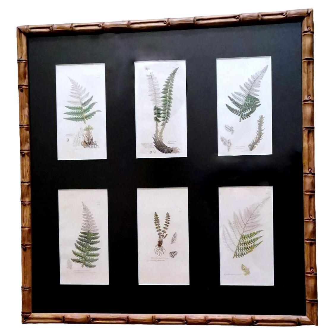 Cadre en faux bambou avec six impressions botaniques anglaises de James Sowerby