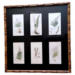 Vintage "Faux Bamboo" Frame With Six English Botanical Prints By James Sowerby