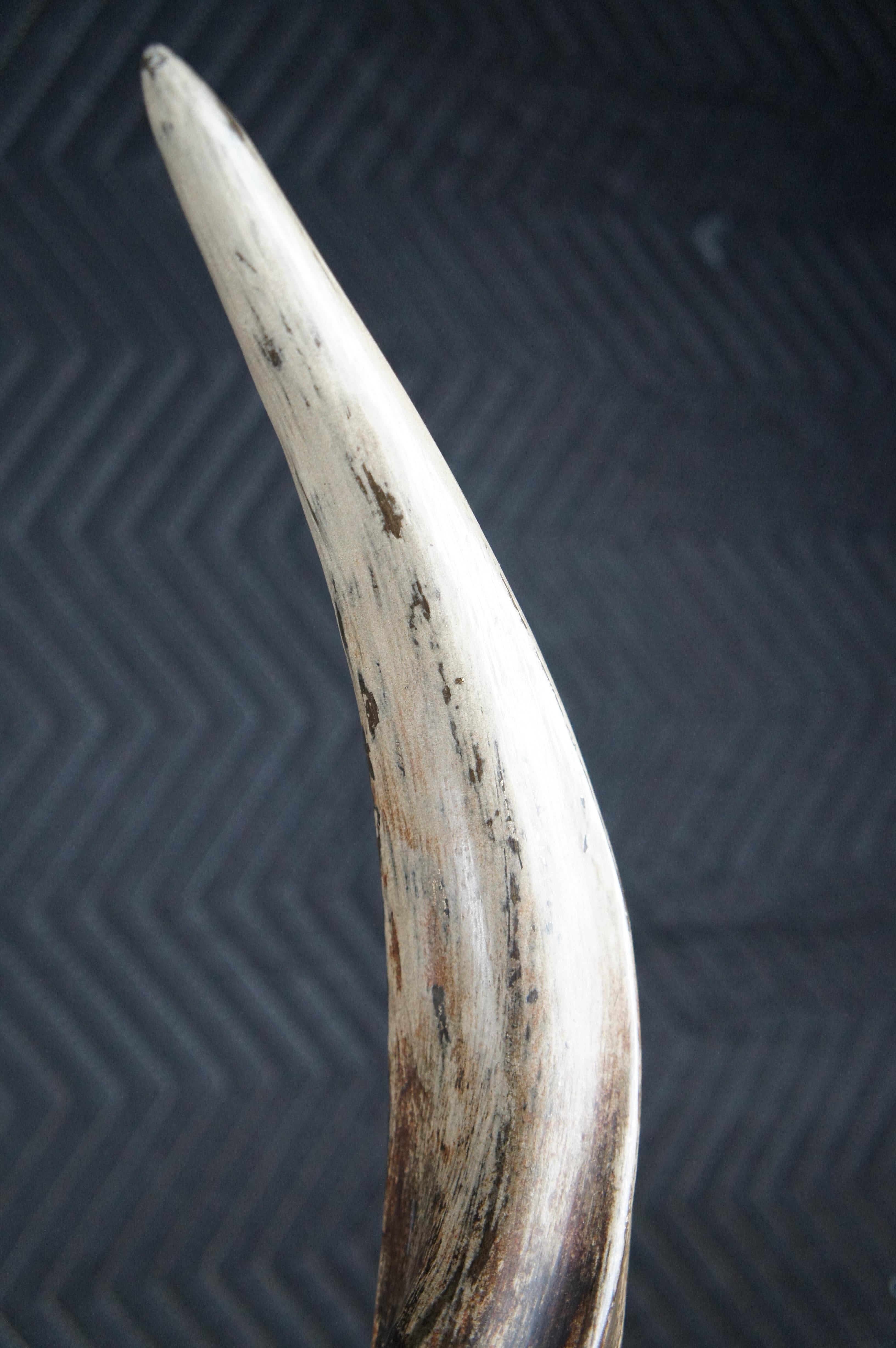 Escultura de cuerno de antílope africano de imitación de kudú sobre soporte Decoración de casa de campo de taxidermia 30 pulgadas en venta 2