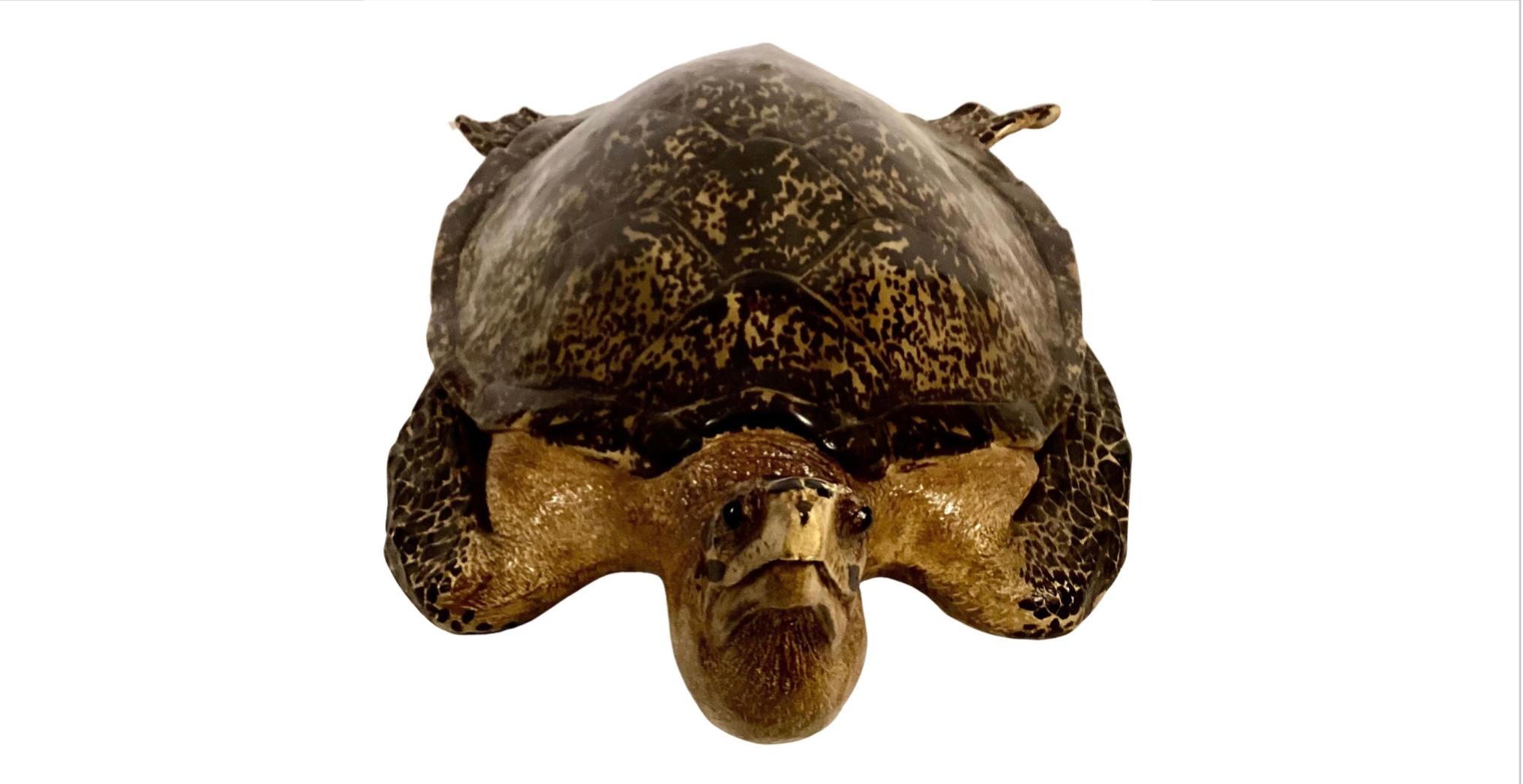 Modern Faux Life-Size Taxidermy Tortoise