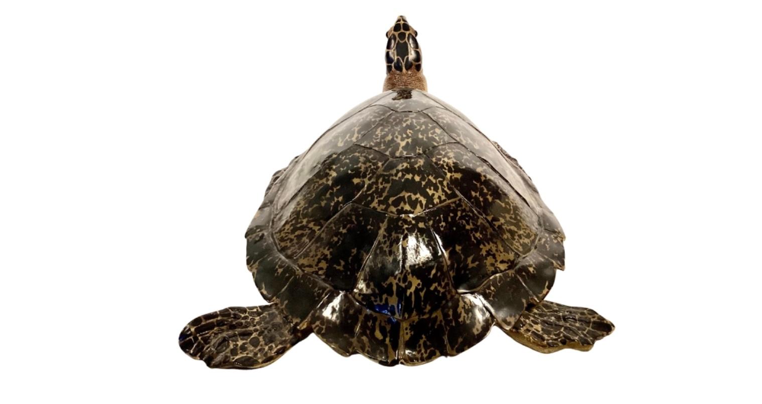 American Faux Life-Size Taxidermy Tortoise