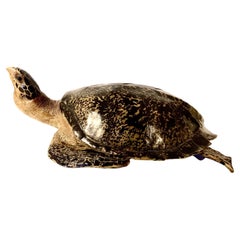 Faux Life-Size Taxidermy Tortoise