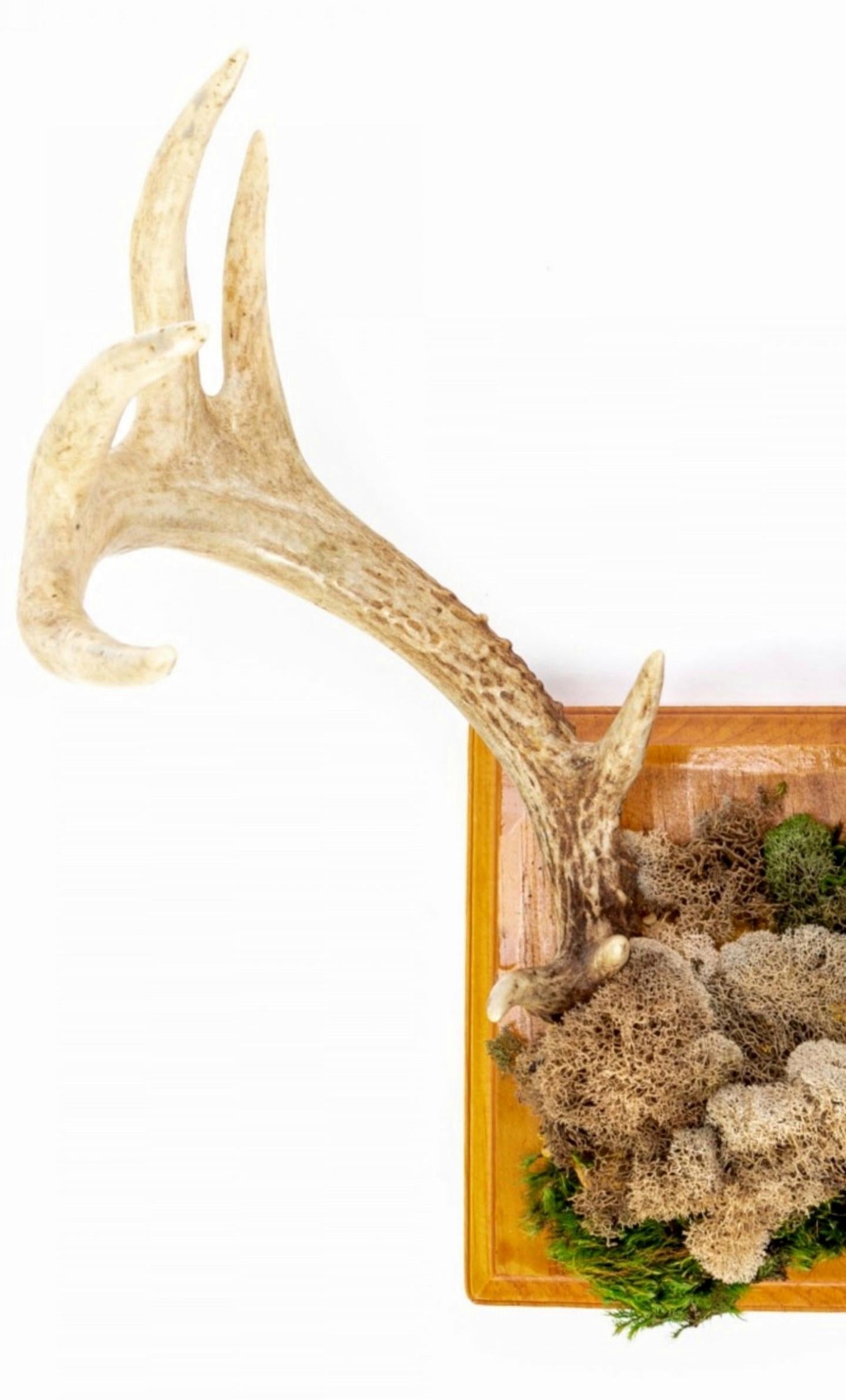 Faux Taxidermy Embellished Naturalistic Imitation Deer Antler Wall Mount For Sale 4