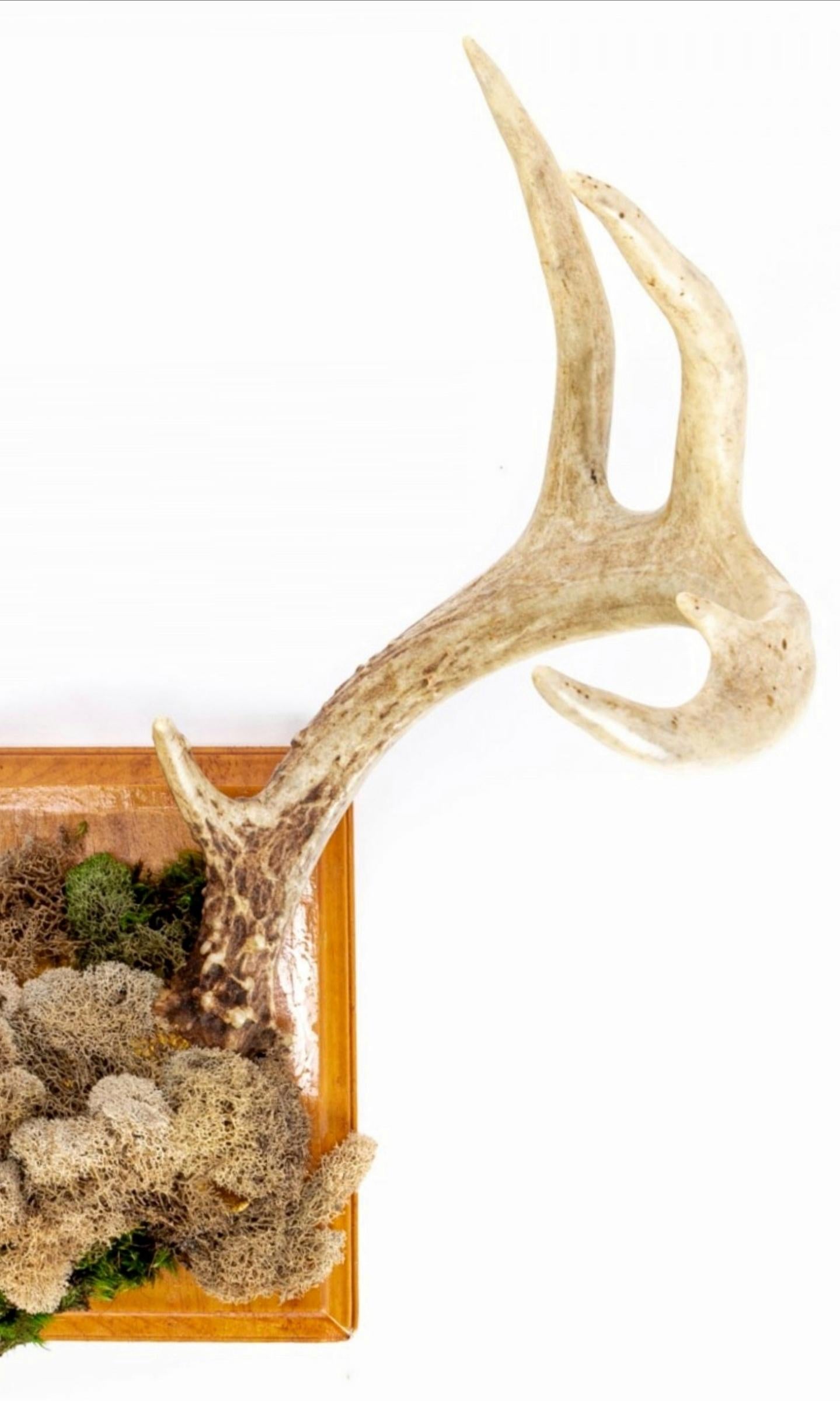 Faux Taxidermy Embellished Naturalistic Imitation Deer Antler Wall Mount For Sale 5