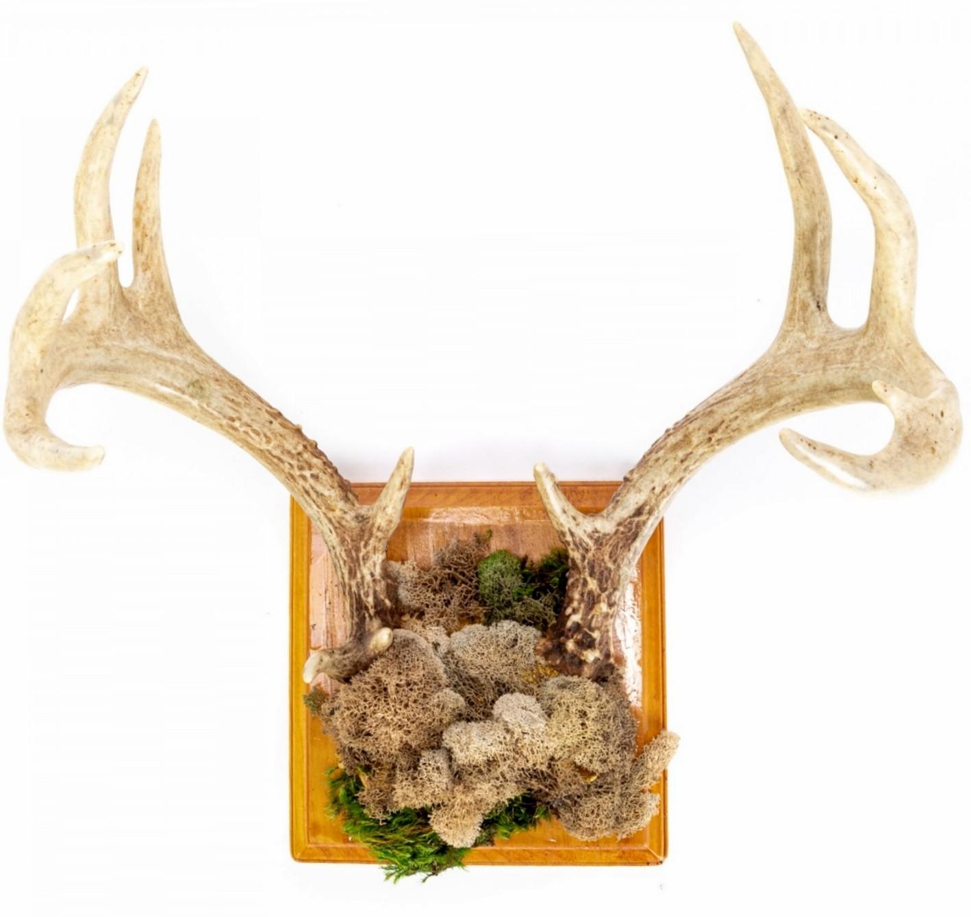 Faux Taxidermy Embellished Naturalistic Imitation Deer Antler Wall Mount For Sale 1