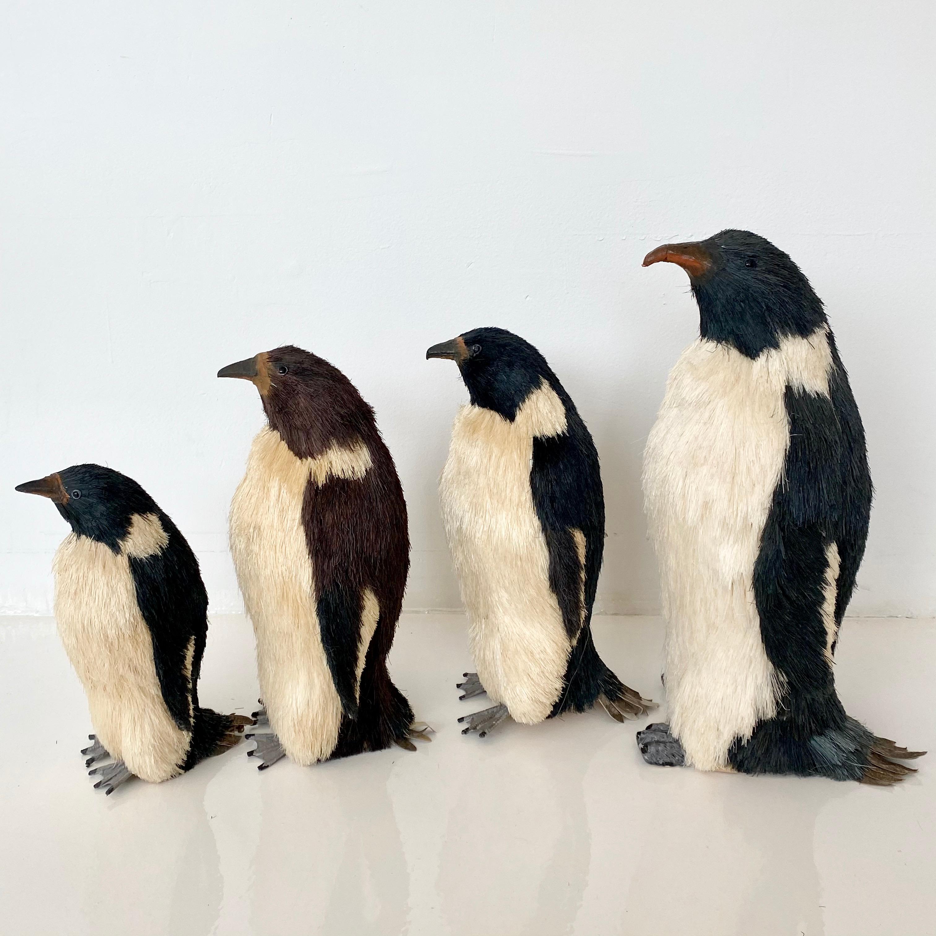 penguin taxidermy