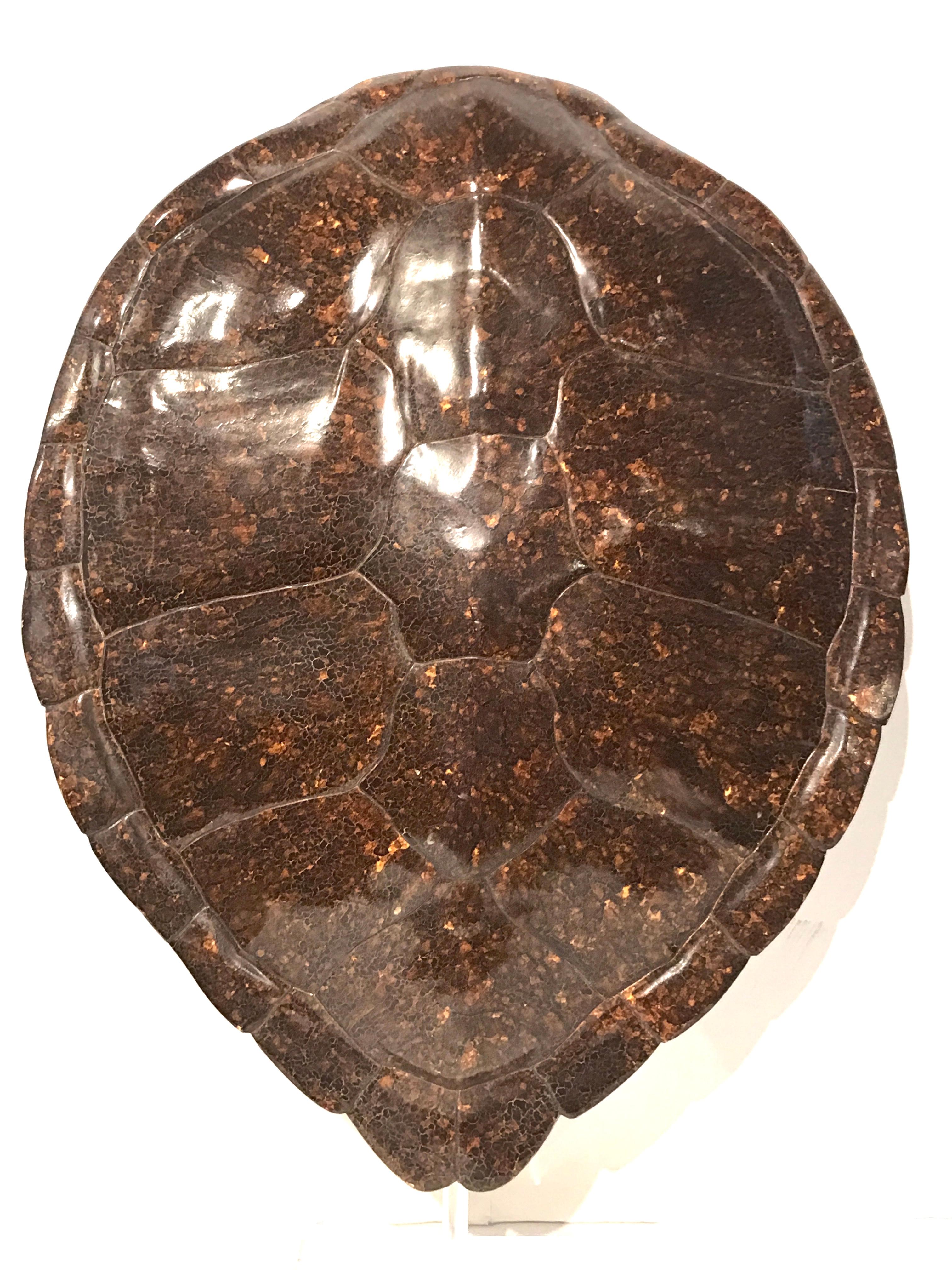 Faux tortoise shell sculpture by Jean Roy designs, realistically modeled, raised on custom Lucite stand. The stand alone measures 20
