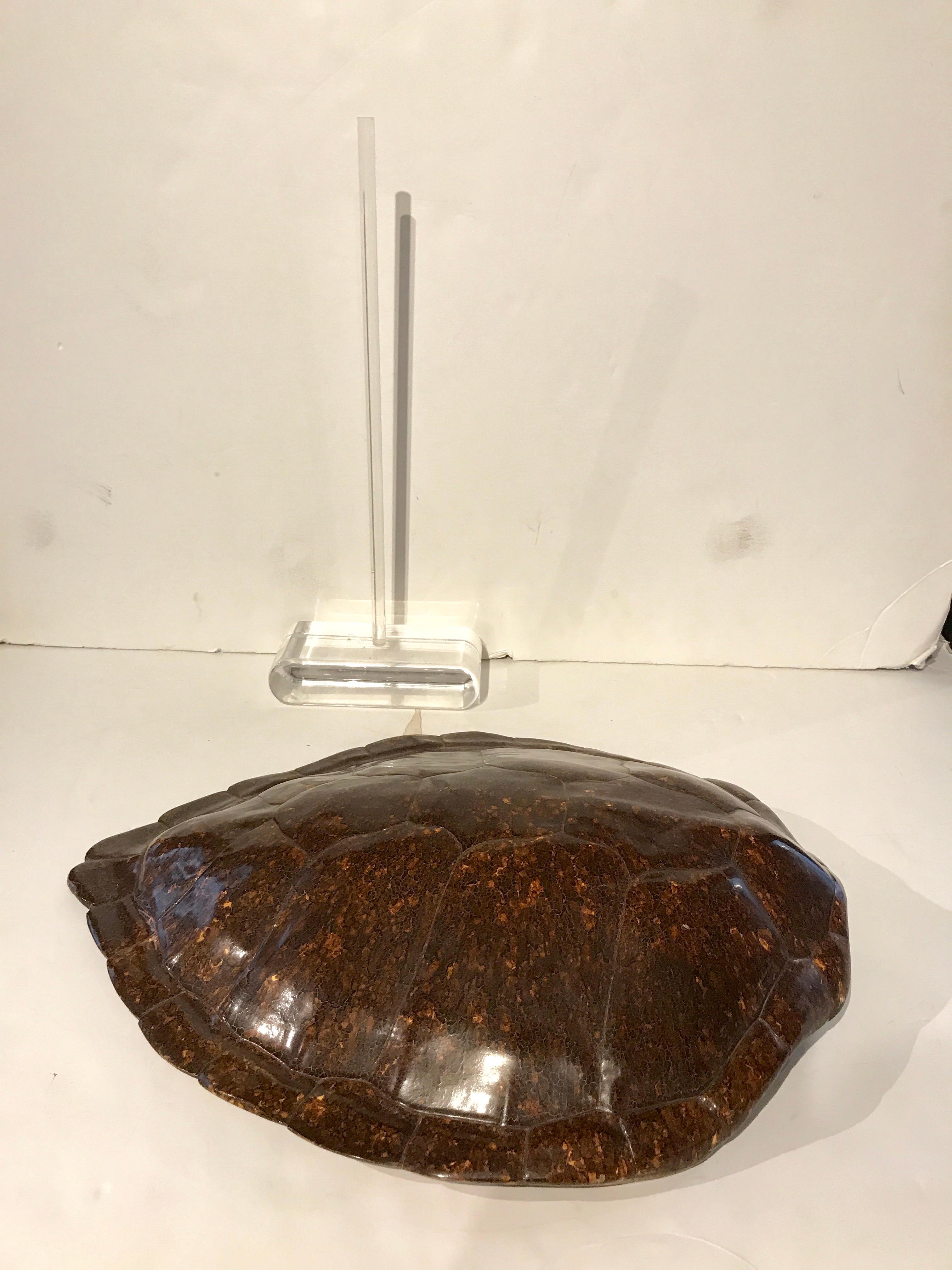 Faux Tortoise Shell Sculpture by Jean Roy Designs In Excellent Condition In Atlanta, GA