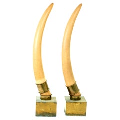 Faux Tusk Trophäen Messing montiert ein Paar