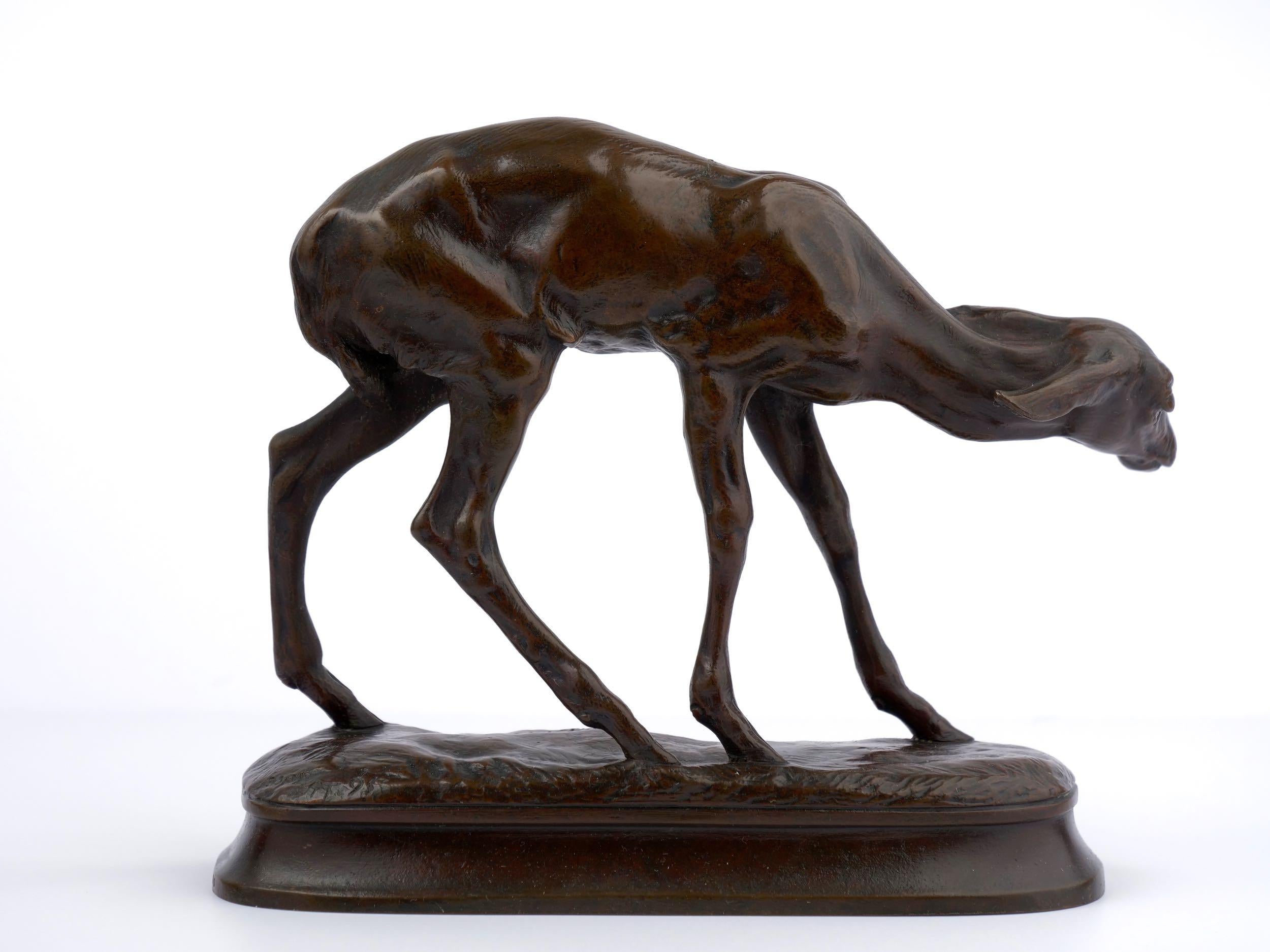 Alexander Phimister Proctor's first model of a newborn white-tailed deer in 1887 titled Fawn (First Model) was inspired by his observations of the animal in the Central Park Zoo (at the time called the Central Park Menagerie) in New York City [see