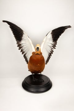 Feathered Flame: Taxidermie Ruddy Shelduck auf elegantem schwarzem Sockel
