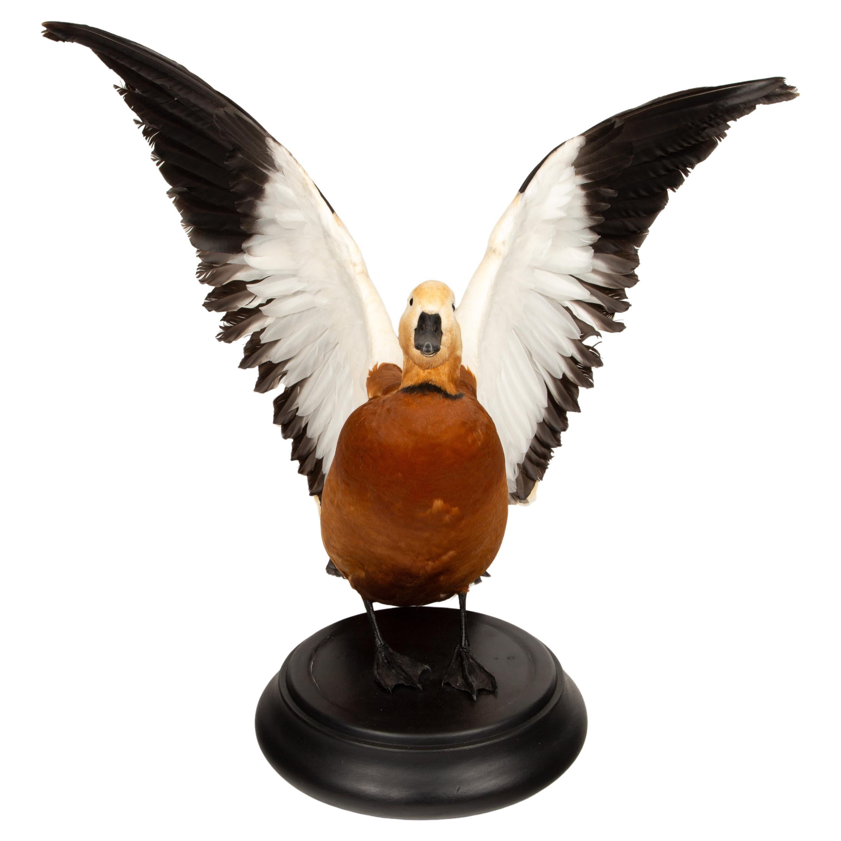 Feathered Flame: Taxidermy Ruddy Shelduck on Sleek Black Base