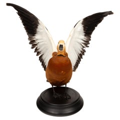 Llama emplumada: Tarro canelo taxidermizado sobre elegante base negra