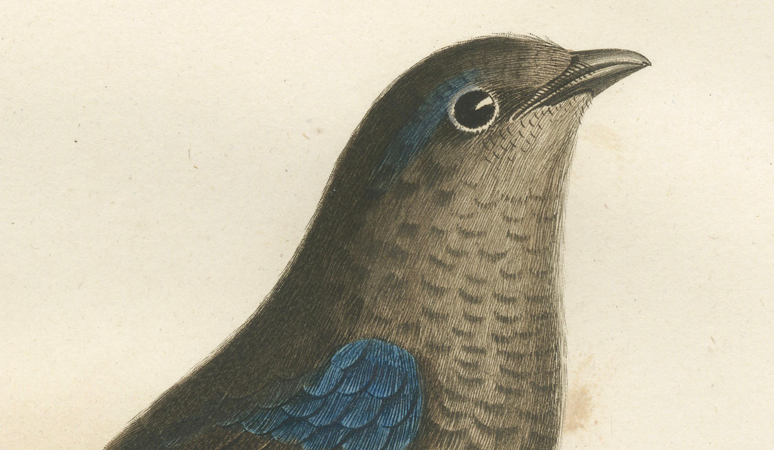 Cette exceptionnelle estampe ancienne d'oiseau, intitulée 