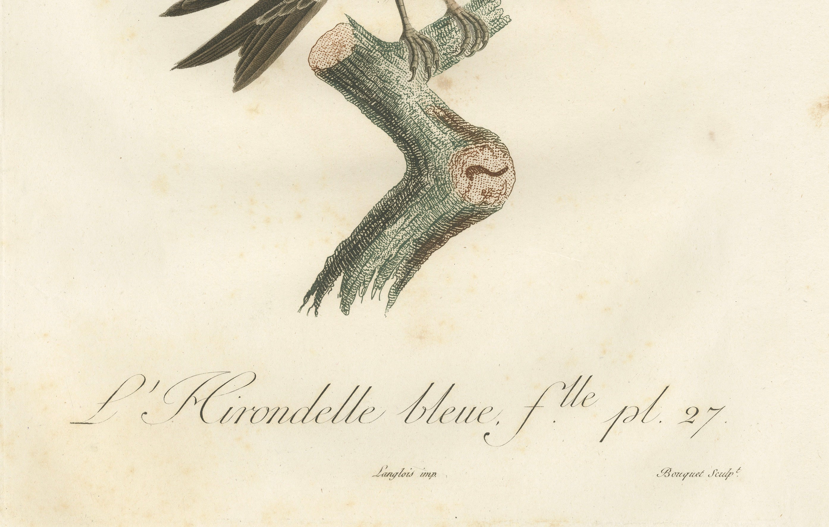 Feathered Sapphire: The Blue Swallow – A Vieillot Hand-Colored Print from 1807 In Good Condition For Sale In Langweer, NL
